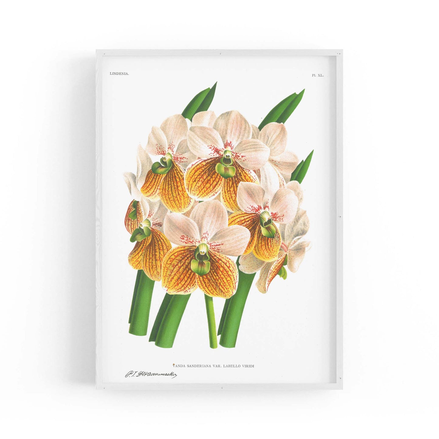 Yellow Flower Vintage Botanical Kitchen Wall Art #2 - The Affordable Art Company