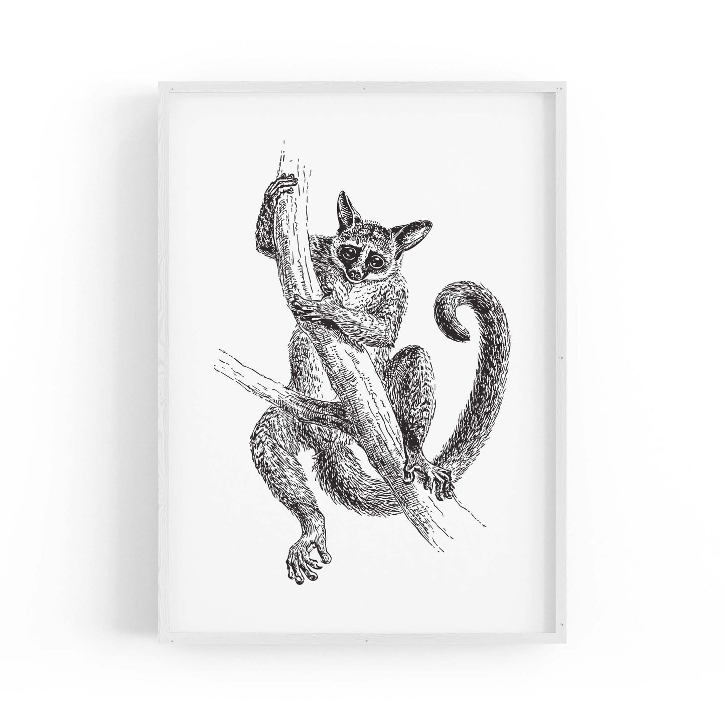 Lemur Detailed Drawing Animal Wall Art - The Affordable Art Company