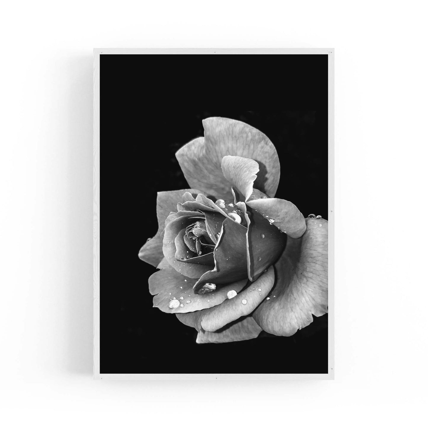 Black and White Rose Flower Photograph Wall Art - The Affordable Art Company