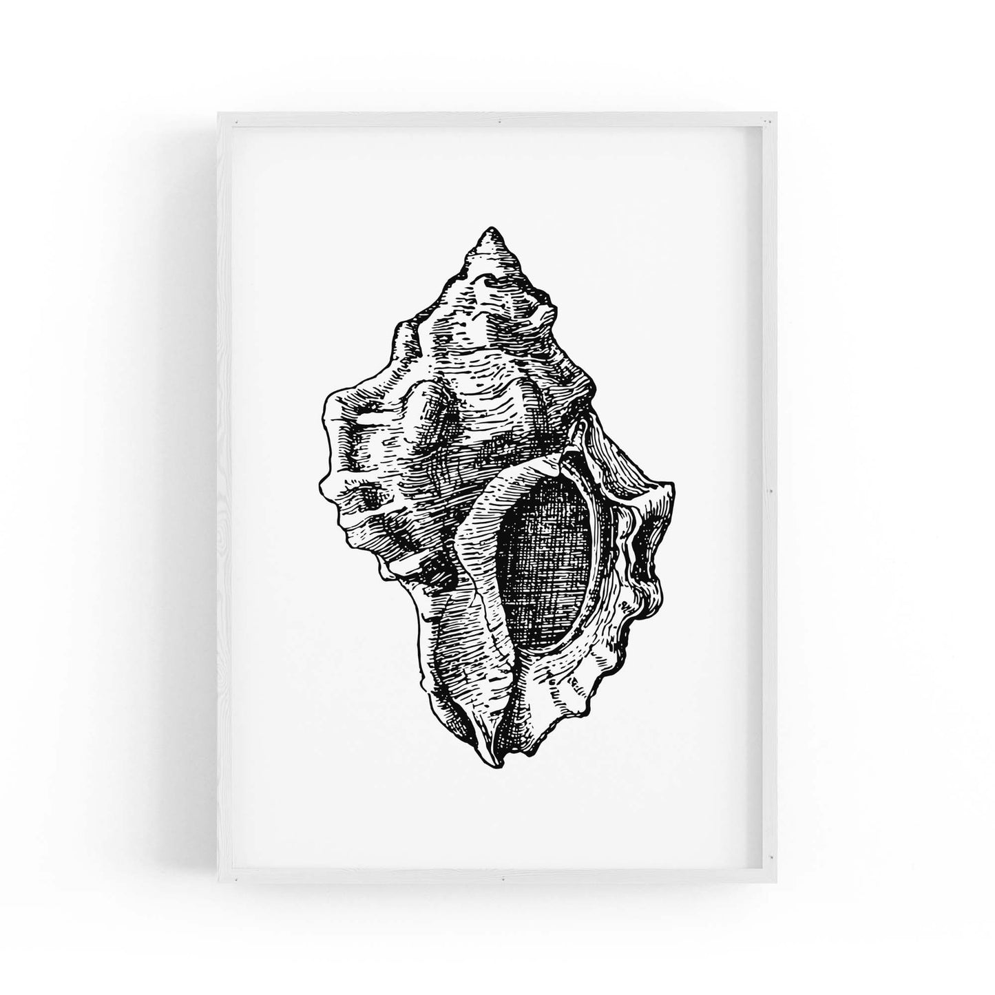 Sea Shell Drawing Coastal Nautical Theme Wall Art - The Affordable Art Company