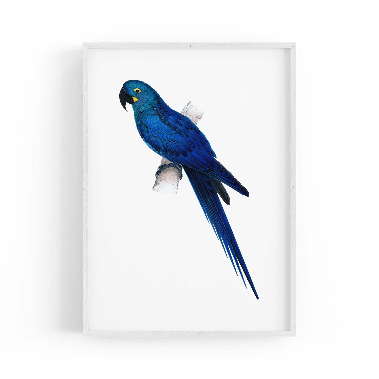 Hyacinth Macaw Blue Exotic Bird Drawing Wall Art - The Affordable Art Company