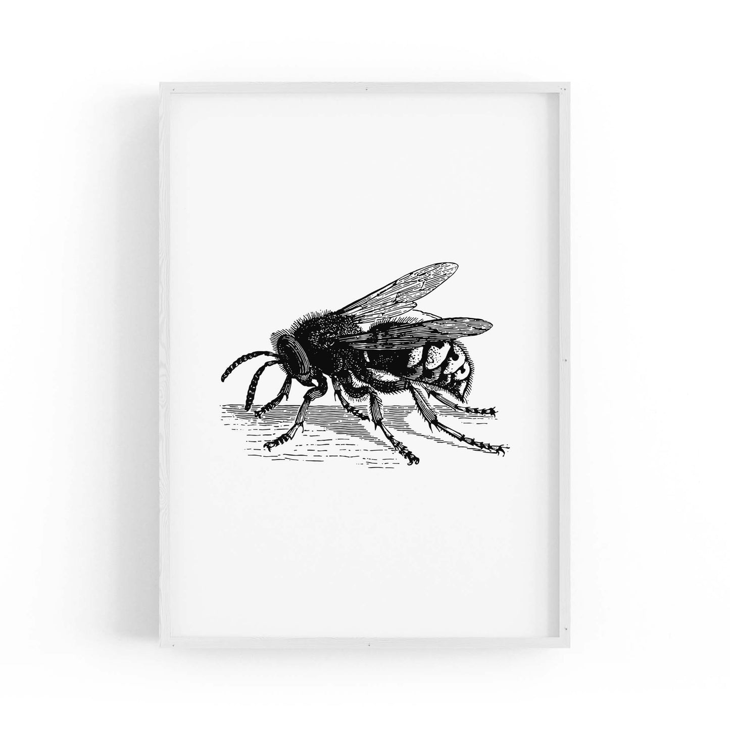 Hornet Drawing Insect Wall Art - The Affordable Art Company