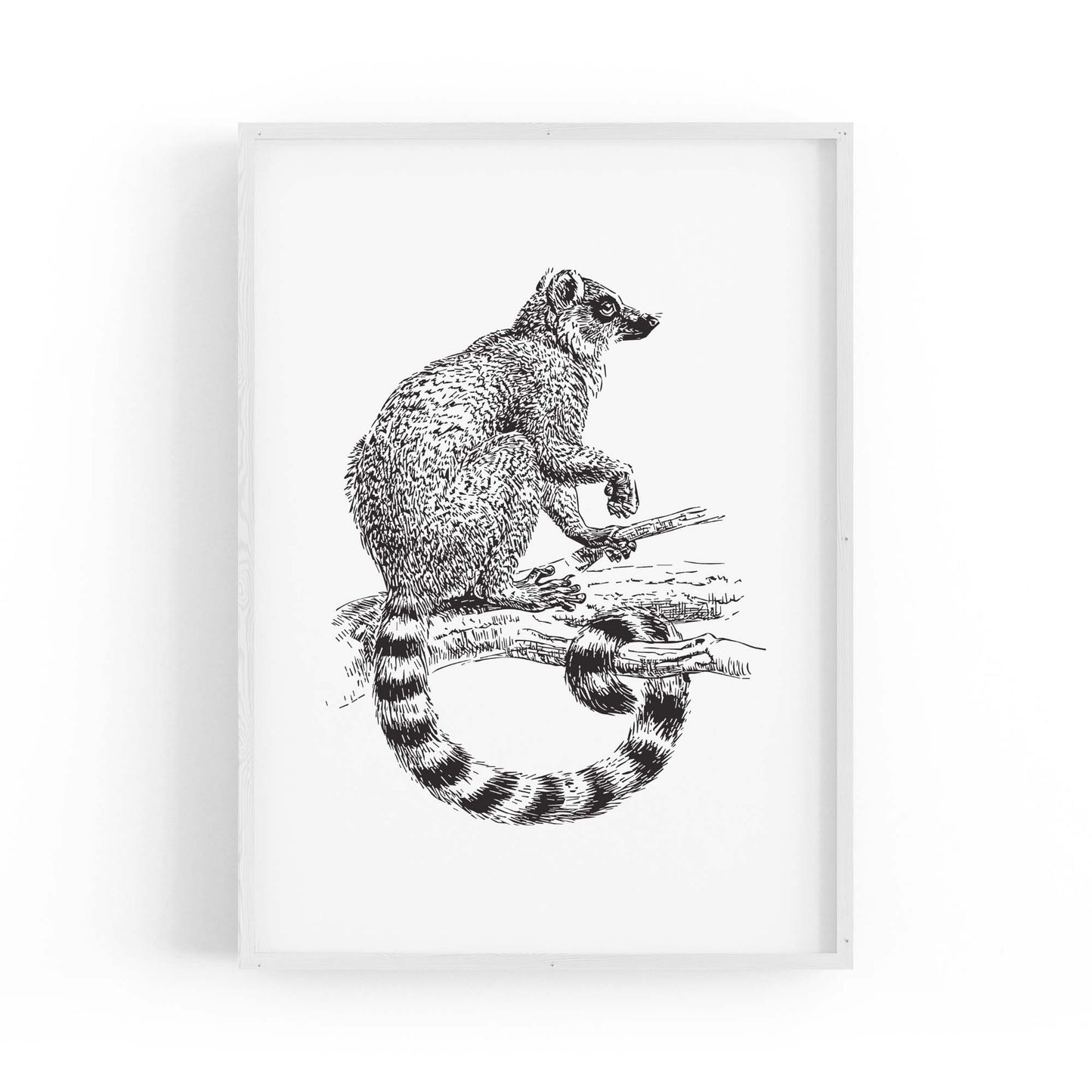 Possum Drawing Animal Wall Art - The Affordable Art Company