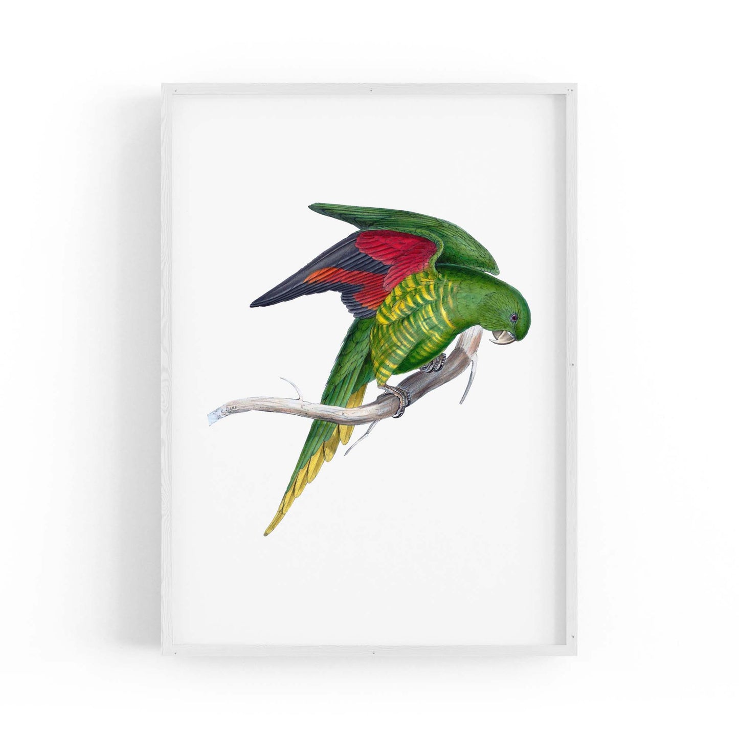 Matons Parakeet Exotic Bird Drawing Wall Art - The Affordable Art Company