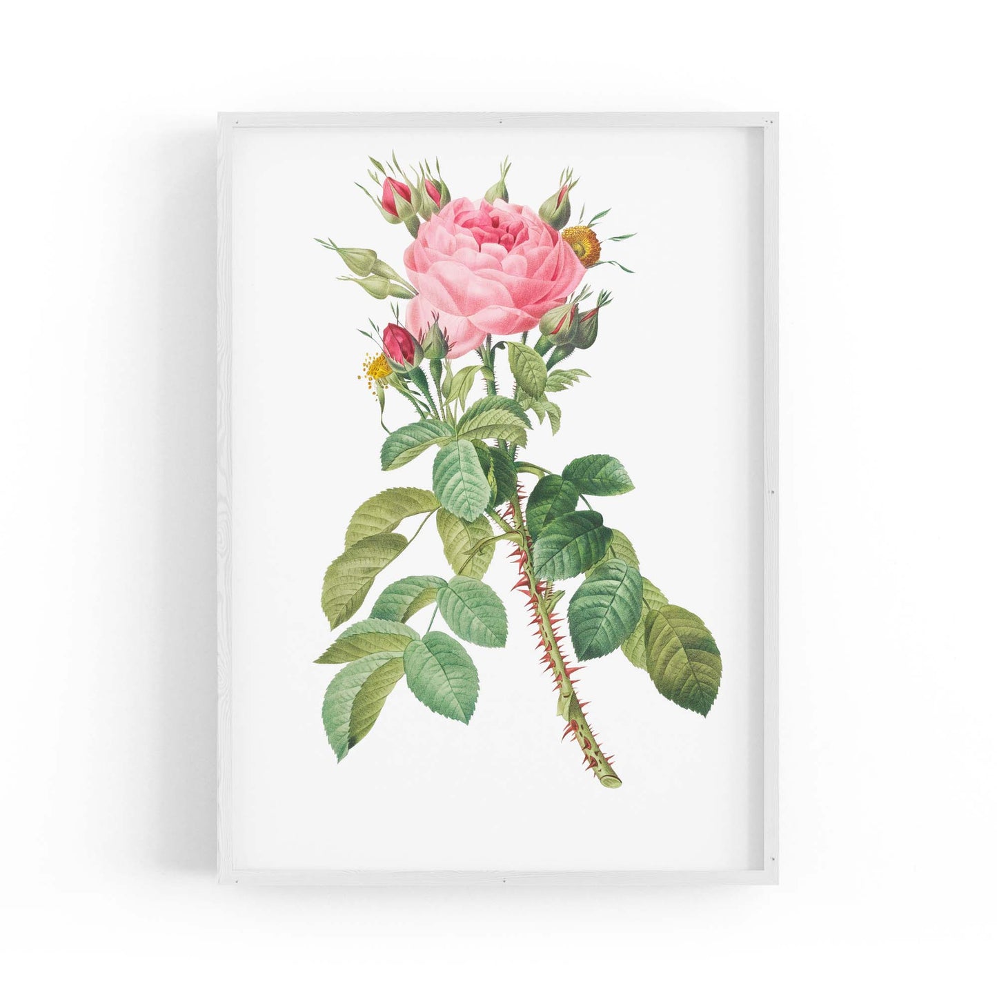 Rose Flower Botanical Drawing Kitchen Wall Art - The Affordable Art Company