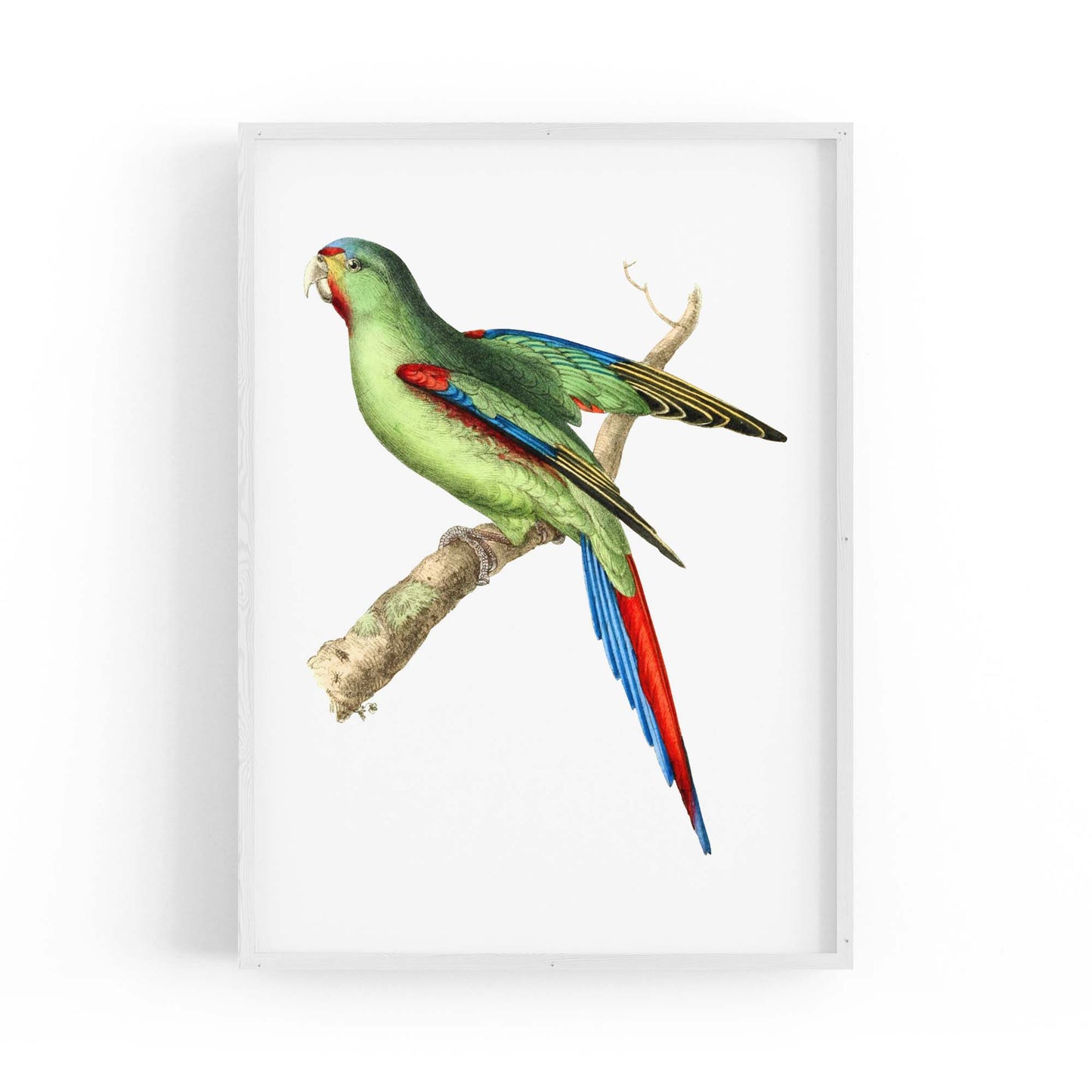 Red-Shouldered Parakeet Exotic Bird Wall Art - The Affordable Art Company