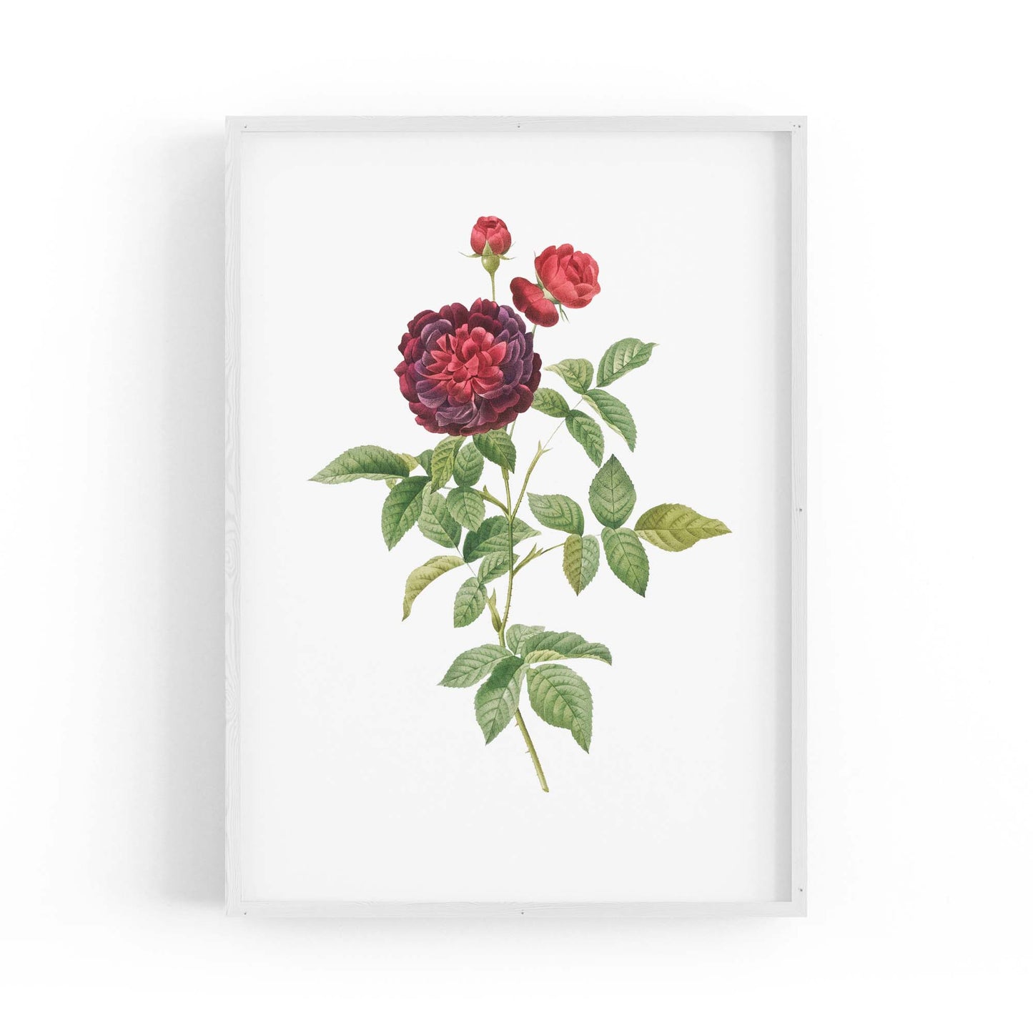 Flower Botanical Painting Kitchen Hallway Wall Art #30 - The Affordable Art Company