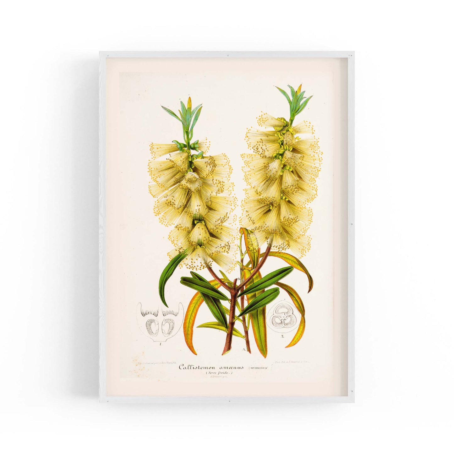 Yellow Flower Vintage Botanical Kitchen Wall Art #4 - The Affordable Art Company