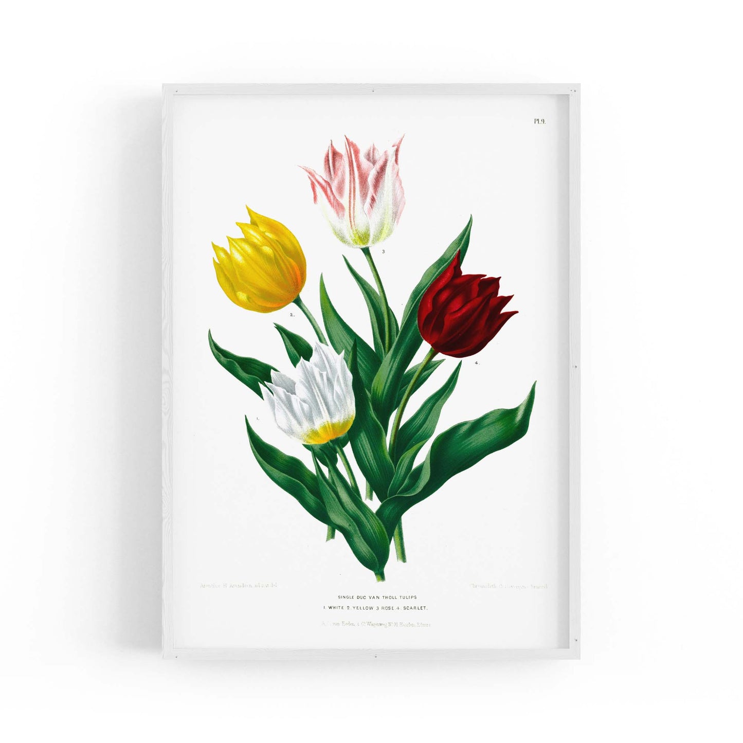 Tulip Botanical Vintage Kitchen Wall Art - The Affordable Art Company