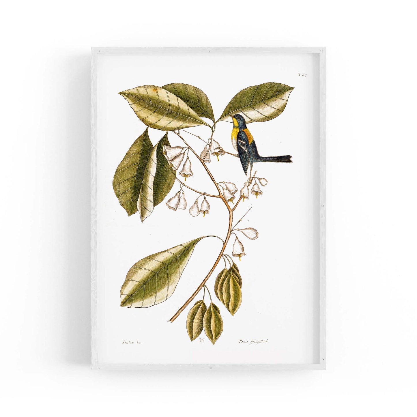 White Flower Vintage Botanical Kitchen Wall Art #1 - The Affordable Art Company