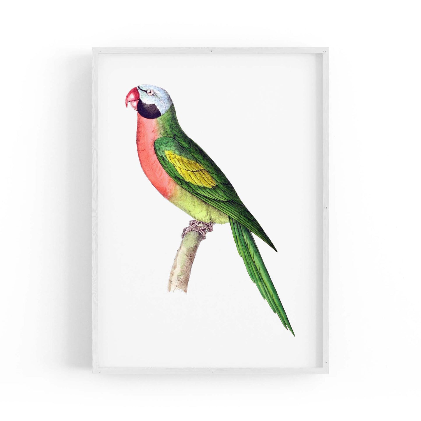 Moustached Parakeet Exotic Bird Drawing Wall Art - The Affordable Art Company