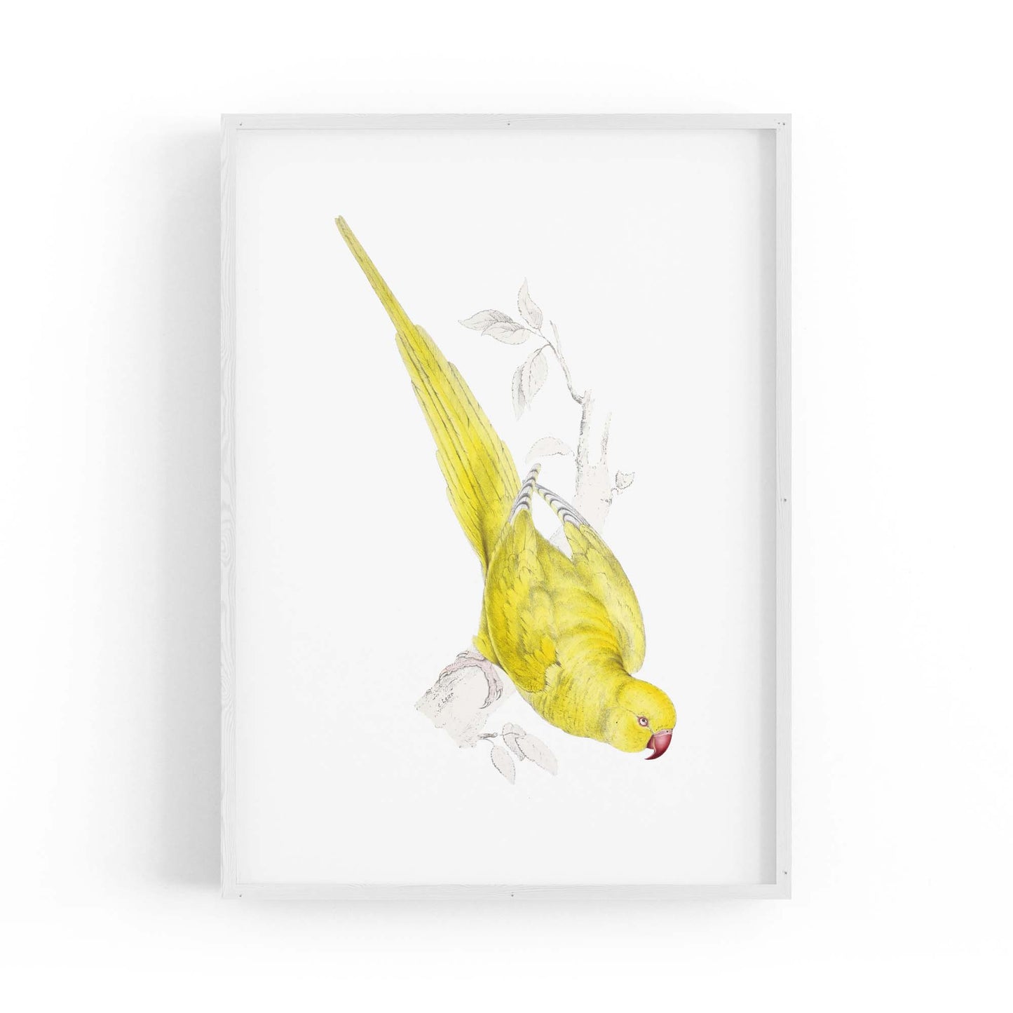 Yellow Roseringed Parakeet Exotic Bird Wall Art - The Affordable Art Company