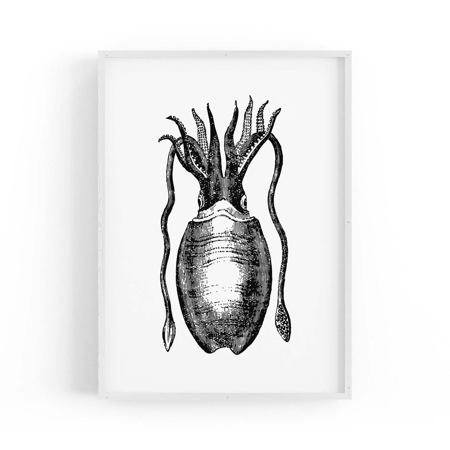 Squid Drawing Black and White Sealife Wall Art - The Affordable Art Company