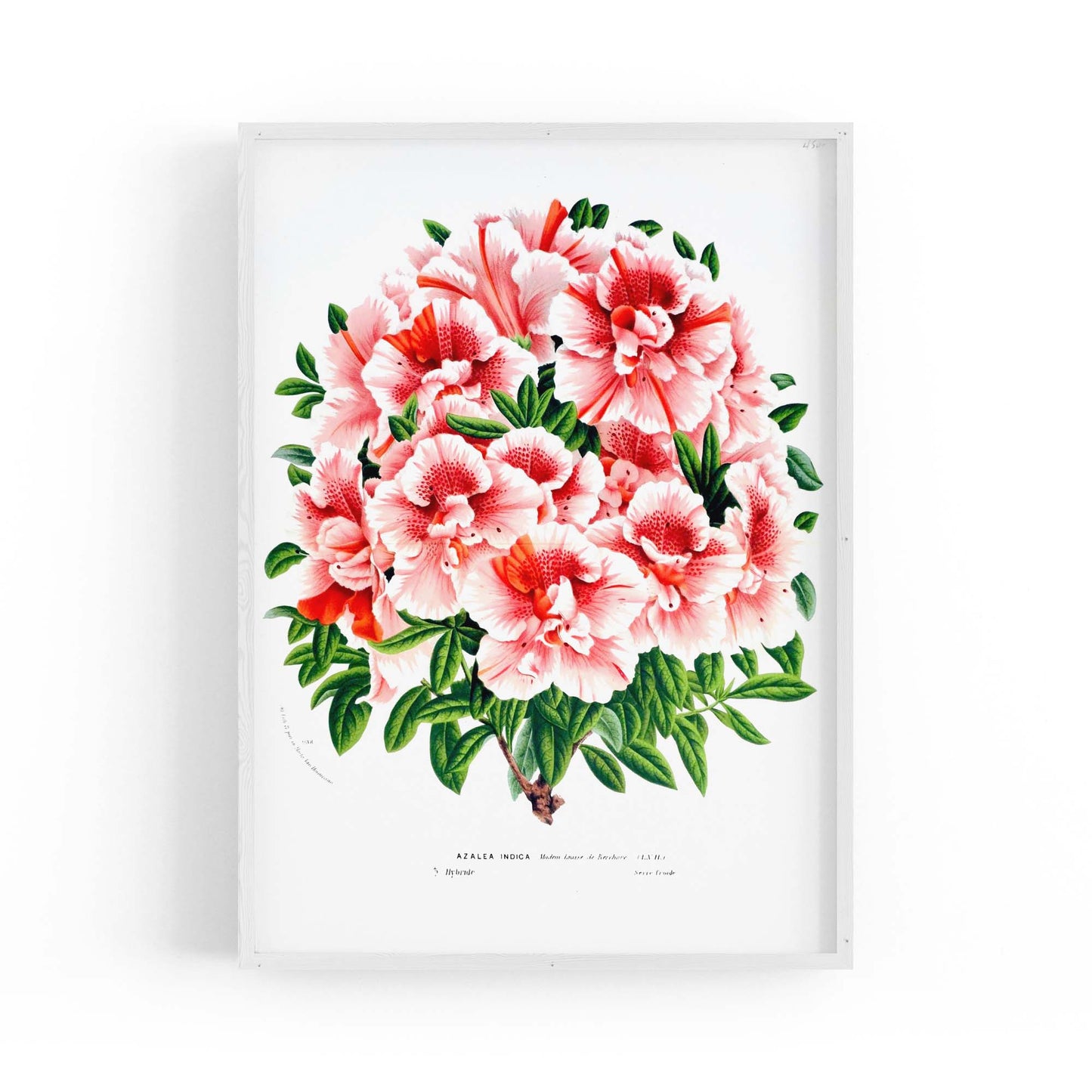 Vintage Pink Azalea Flowers Botanical Kitchen Wall Art #2 - The Affordable Art Company