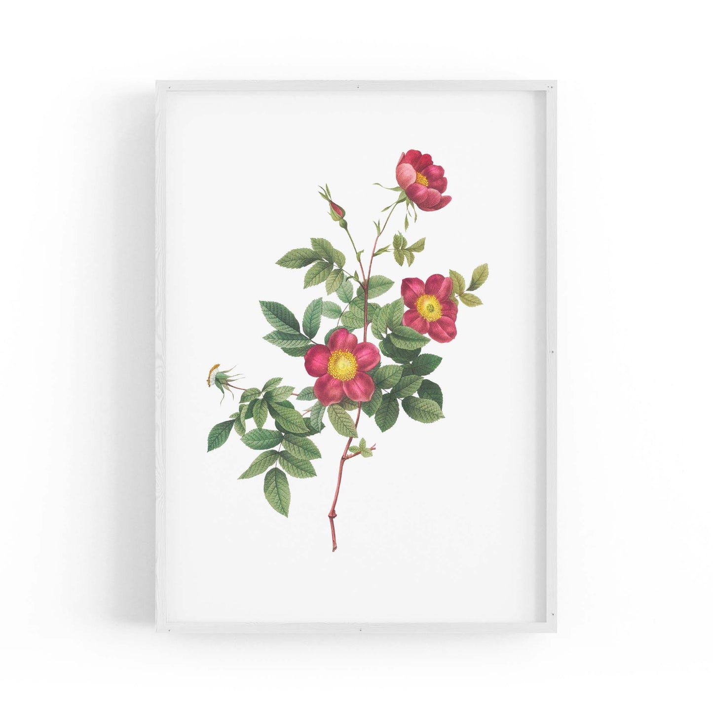 Flower Botanical Painting Kitchen Hallway Wall Art #7 - The Affordable Art Company