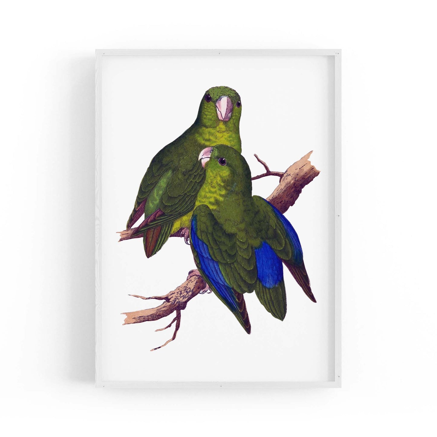 Blue-Winged Parakeet Exotic Bird Drawing Wall Art - The Affordable Art Company