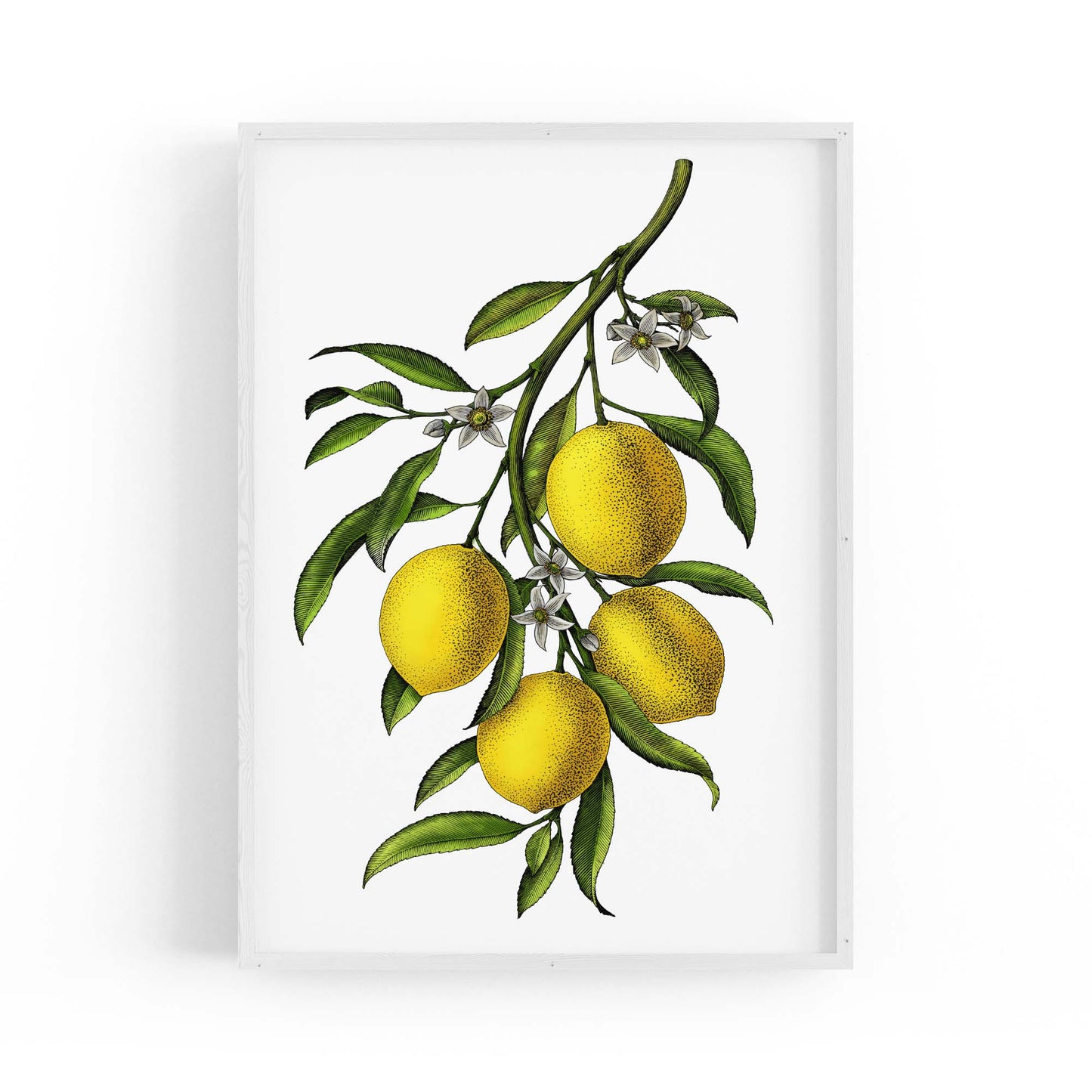 Lemon Branch Vintage Botanical Kitchen Wall Art - The Affordable Art Company