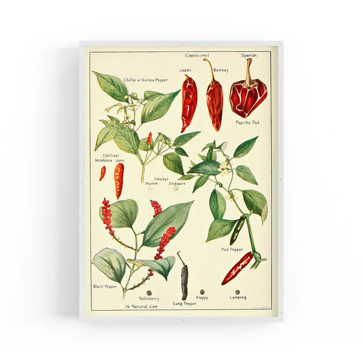 Chilli Botanical Drawing Kitchen Food Wall Art - The Affordable Art Company