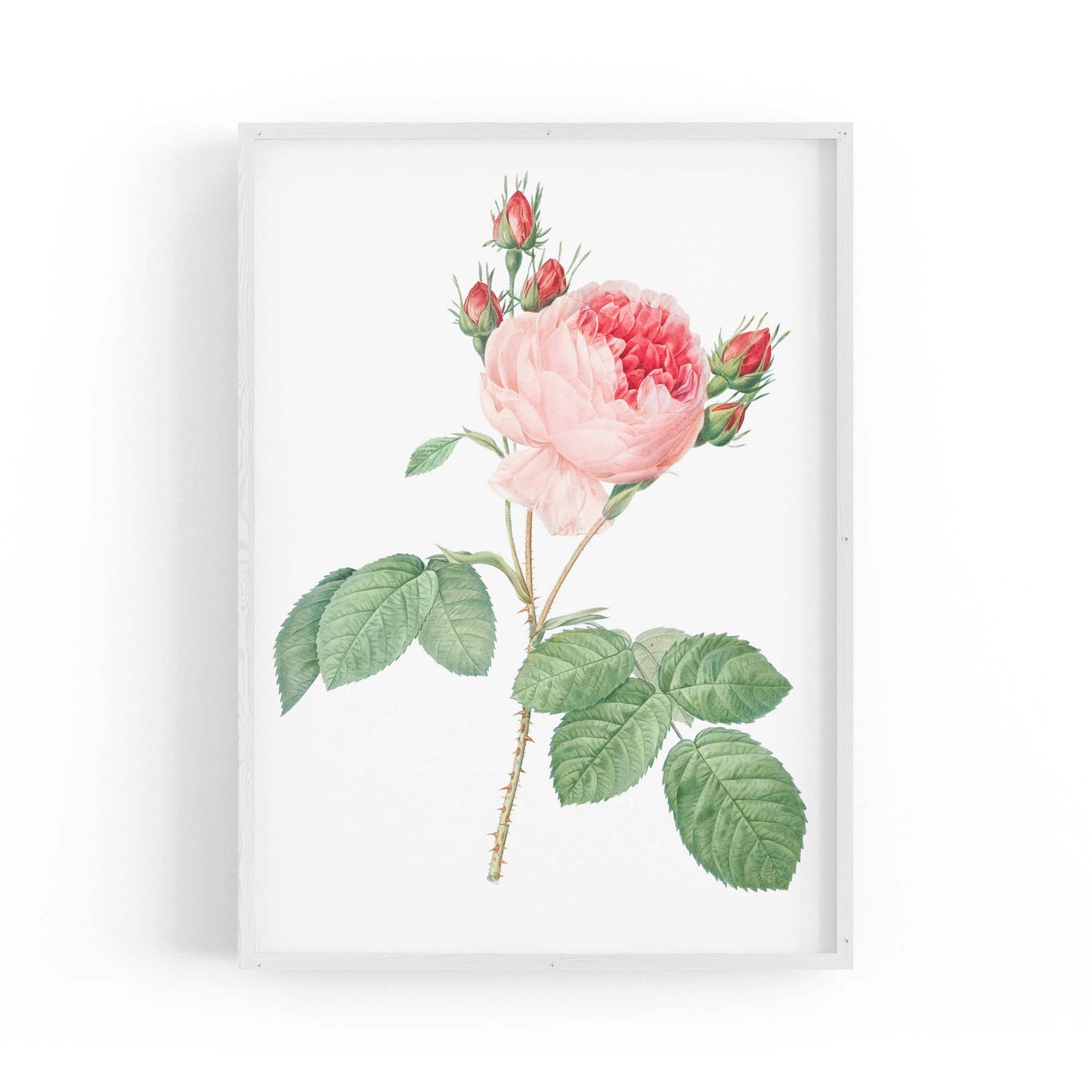 Flower Botanical Painting Kitchen Hallway Wall Art #36 - The Affordable Art Company