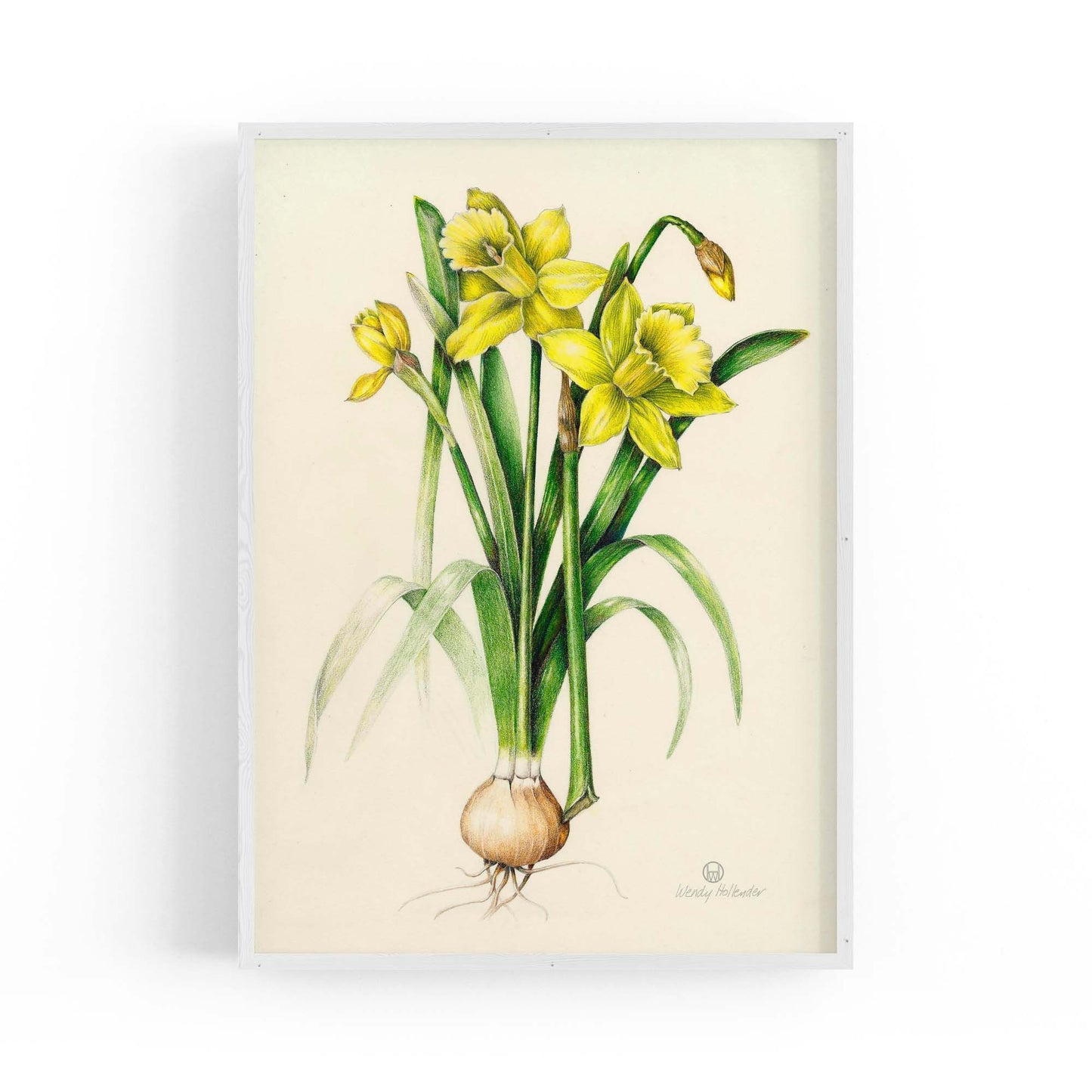 Daffodil Flower Botanical Drawing Kitchen Wall Art - The Affordable Art Company
