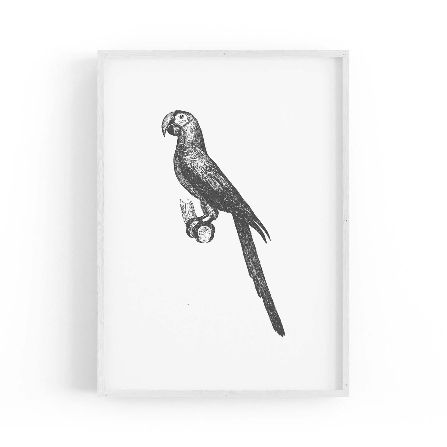 Parrot Drawing Minimal Exotic Bird Wall Art - The Affordable Art Company