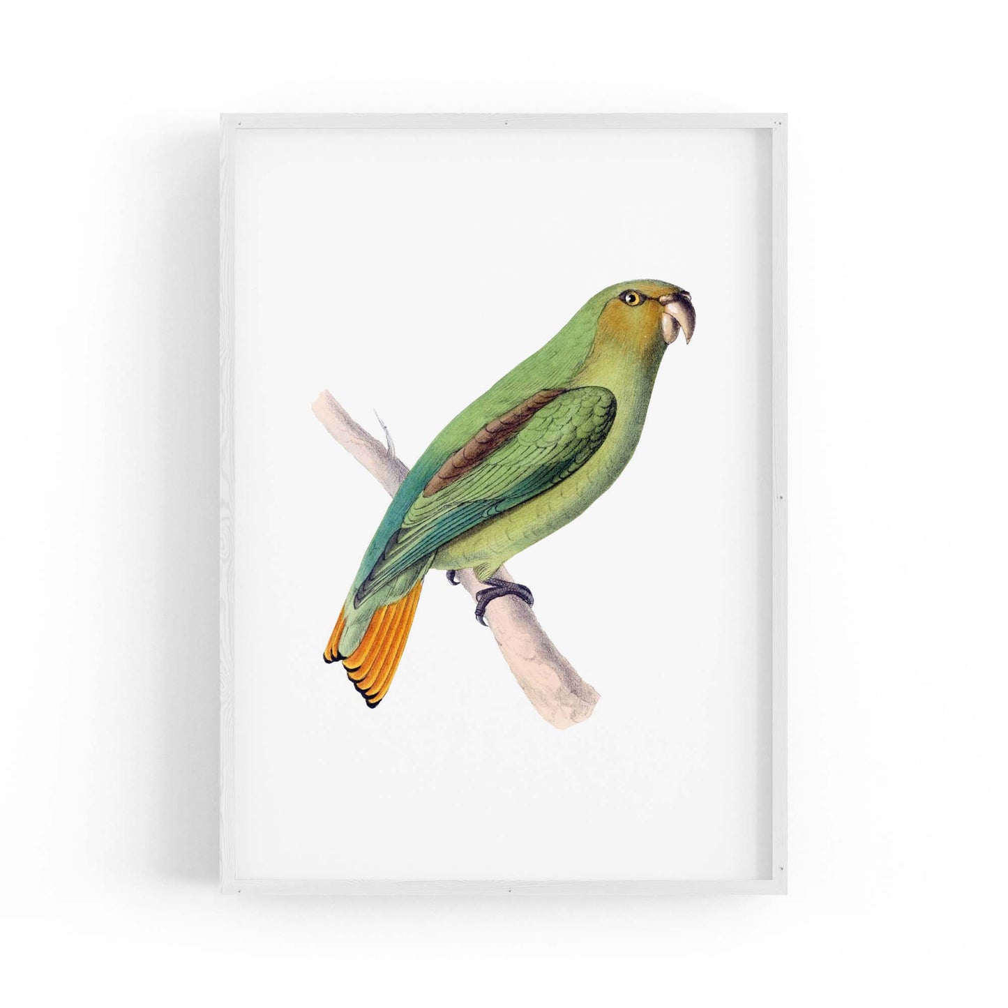 Golden-Tailed Parrot Exotic Bird Drawing Wall Art - The Affordable Art Company