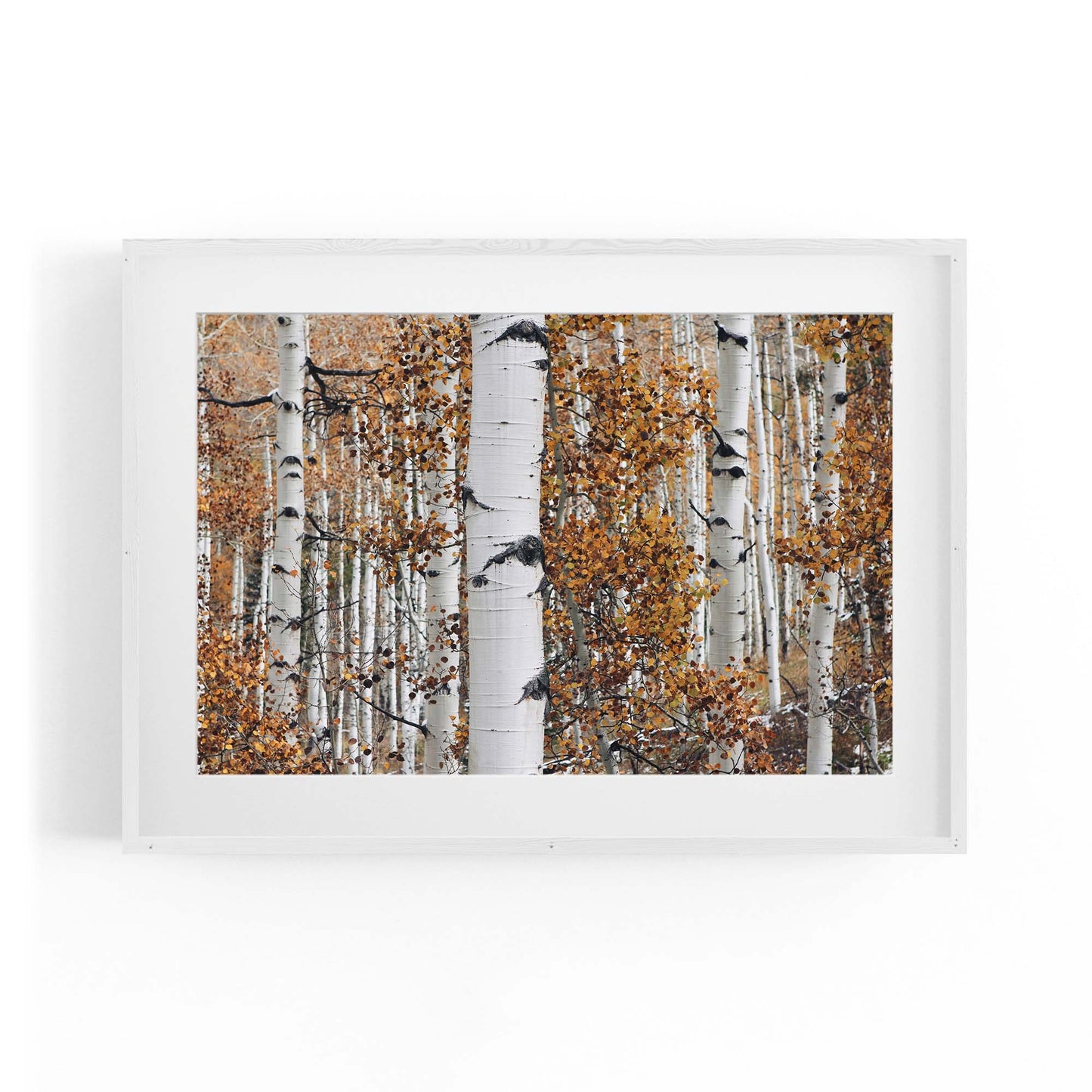 Birch Tree Forest Nature Photograph Wall Art - The Affordable Art Company