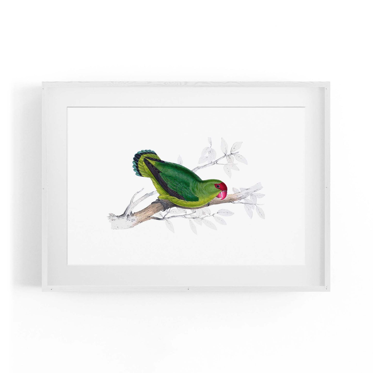 Black-Winged Lovebird Exotic Bird Drawing Wall Art - The Affordable Art Company