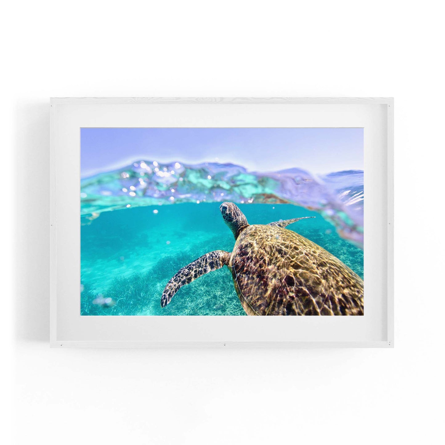 Green Sea Turtle, Ningaloo Reef Photograph Art - The Affordable Art Company
