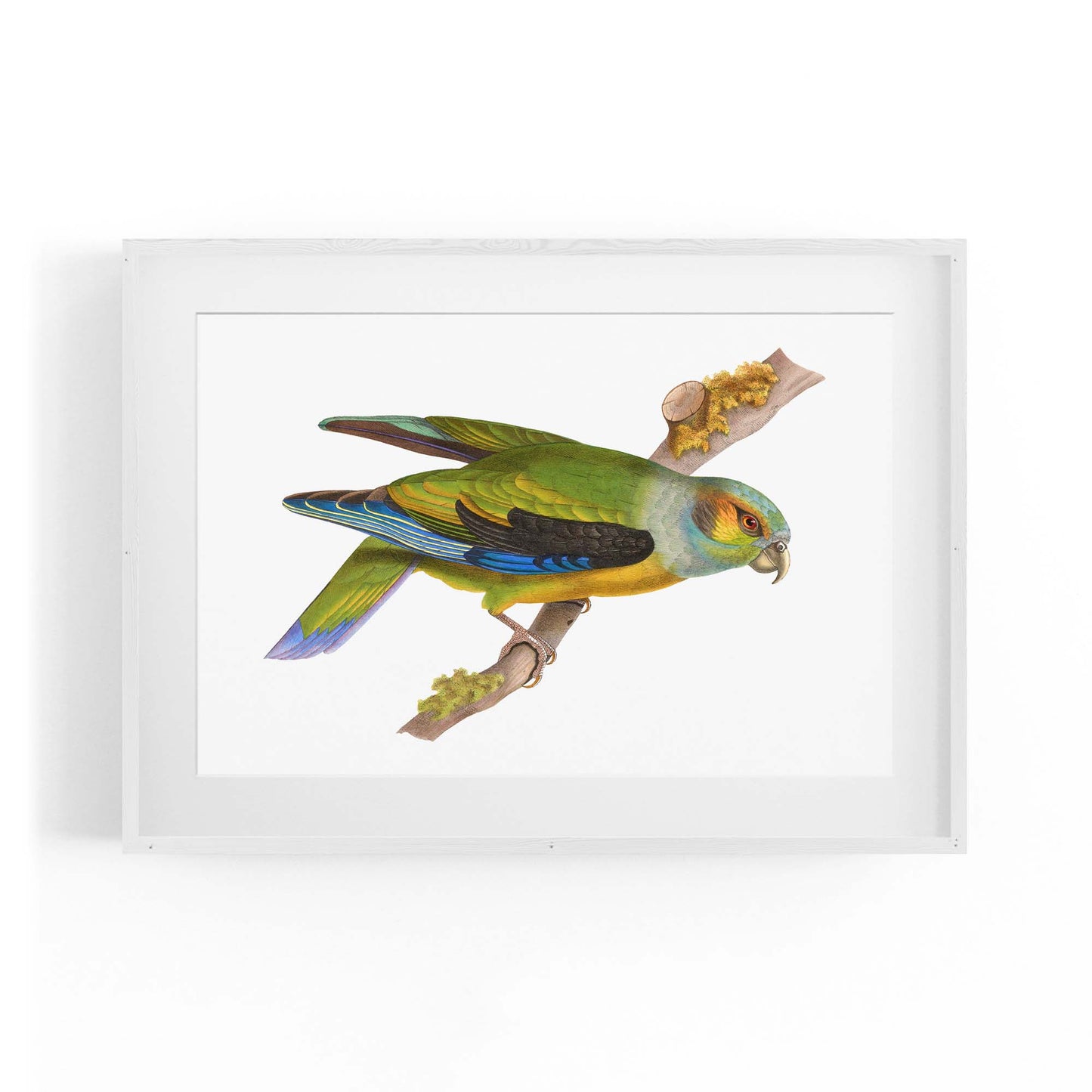 Black-Winged Parrot Exotic Bird Drawing Wall Art - The Affordable Art Company