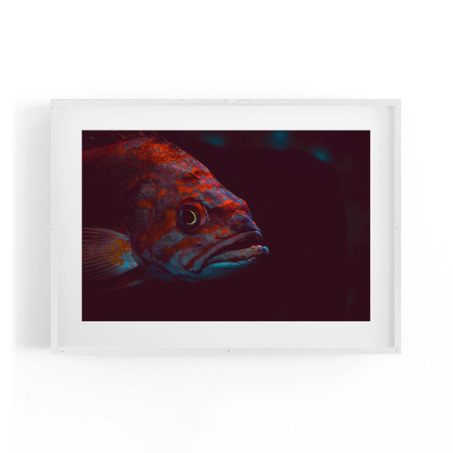 Majestic Fish Minimal Photograph Wall Art - The Affordable Art Company