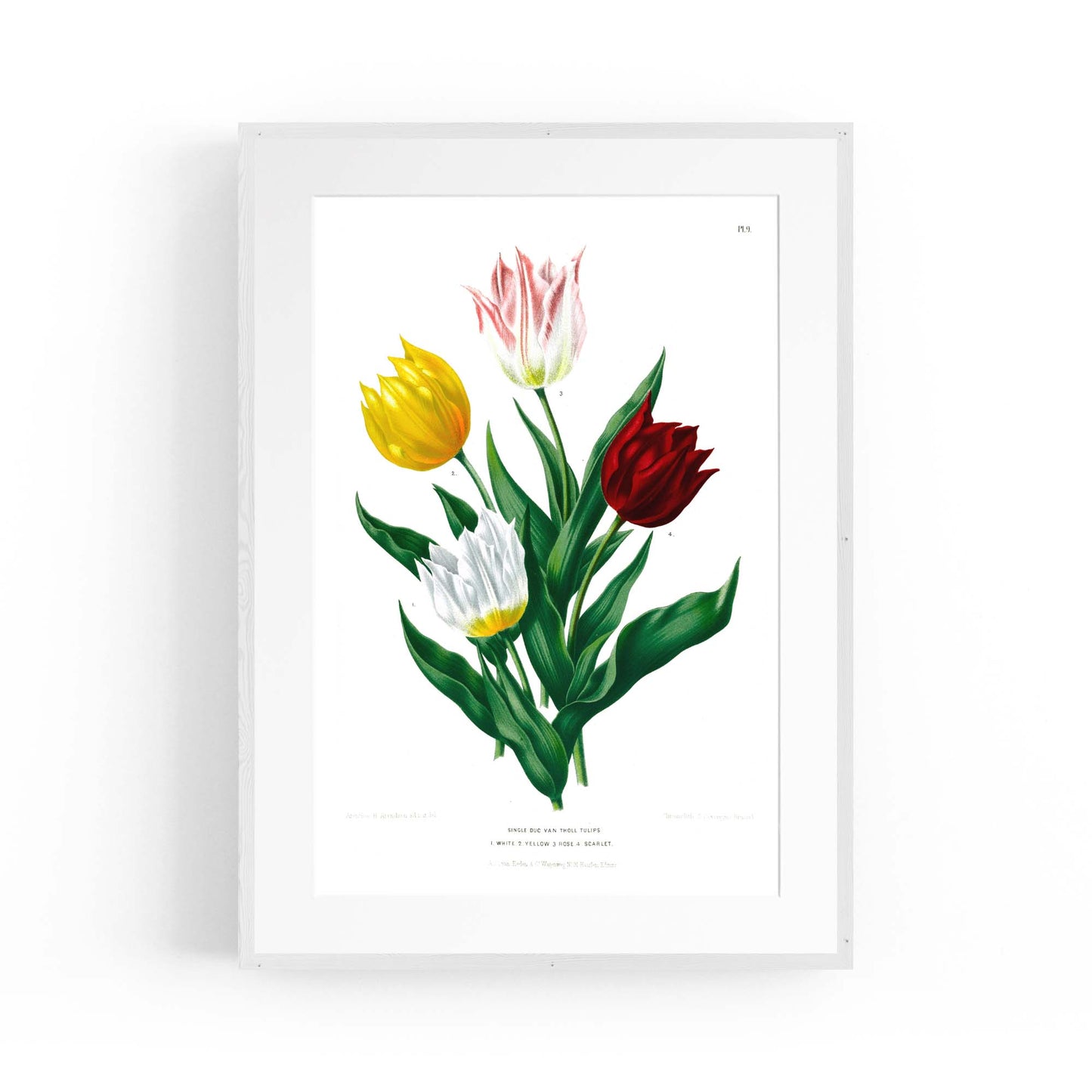 Tulip Botanical Vintage Kitchen Wall Art - The Affordable Art Company