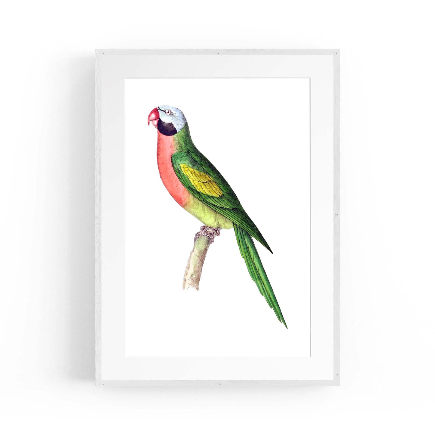 Moustached Parakeet Exotic Bird Drawing Wall Art - The Affordable Art Company