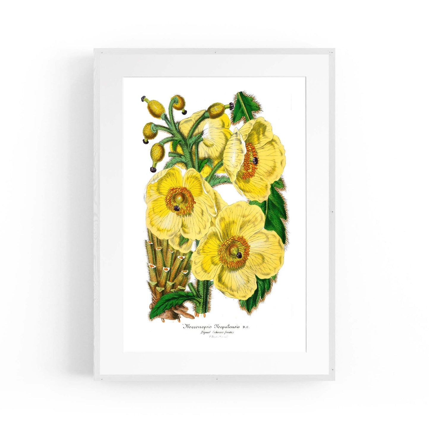 Yellow Flower Vintage Botanical Kitchen Wall Art #3 - The Affordable Art Company
