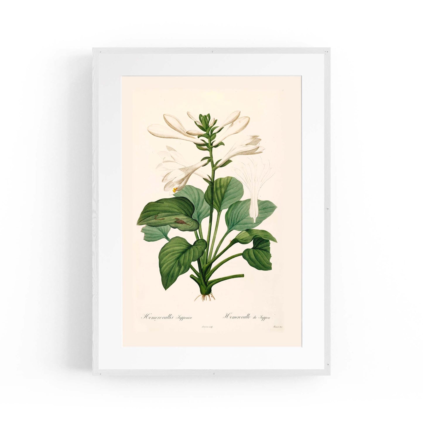 White Flower Vintage Botanical Kitchen Wall Art #2 - The Affordable Art Company