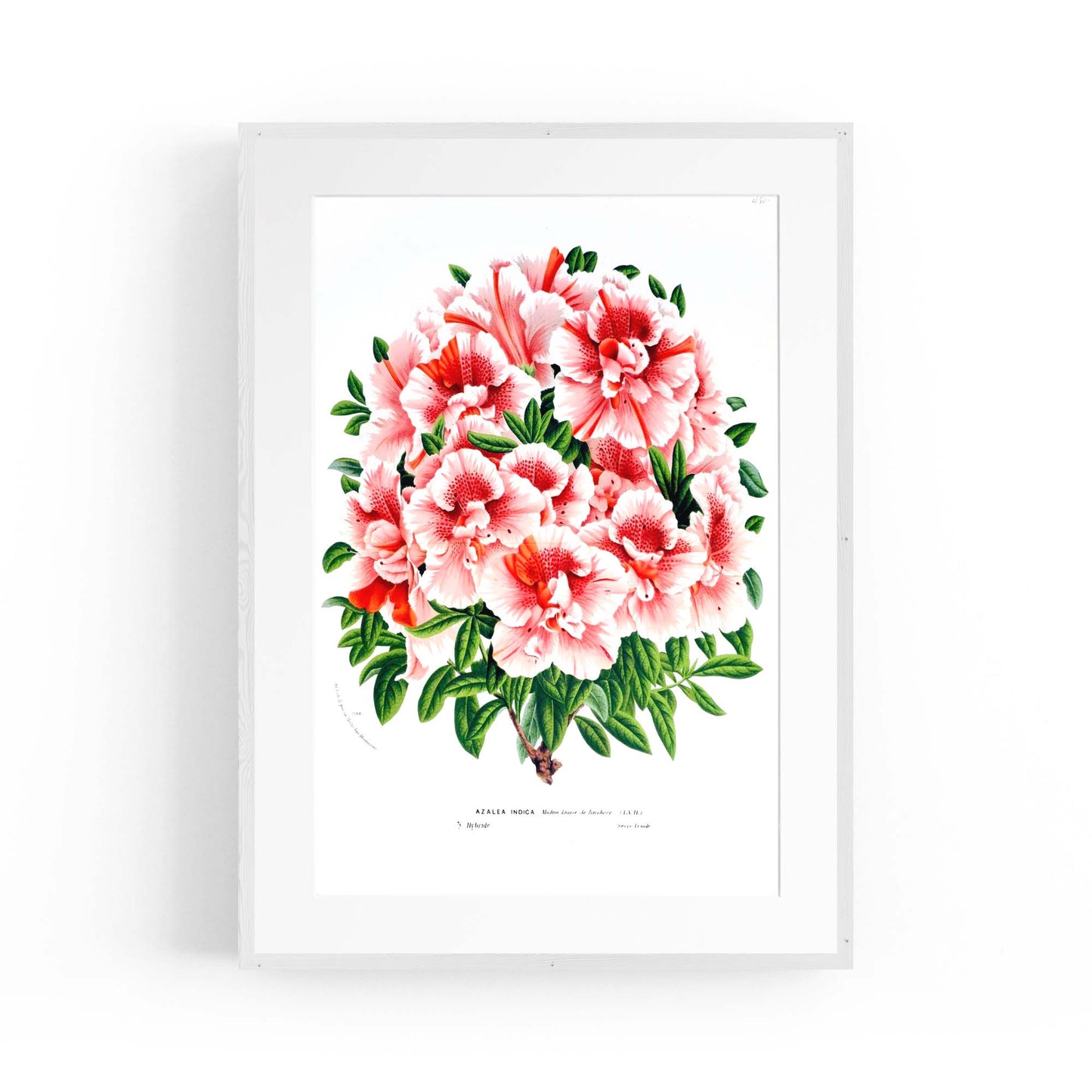 Vintage Pink Azalea Flowers Botanical Kitchen Wall Art #2 - The Affordable Art Company