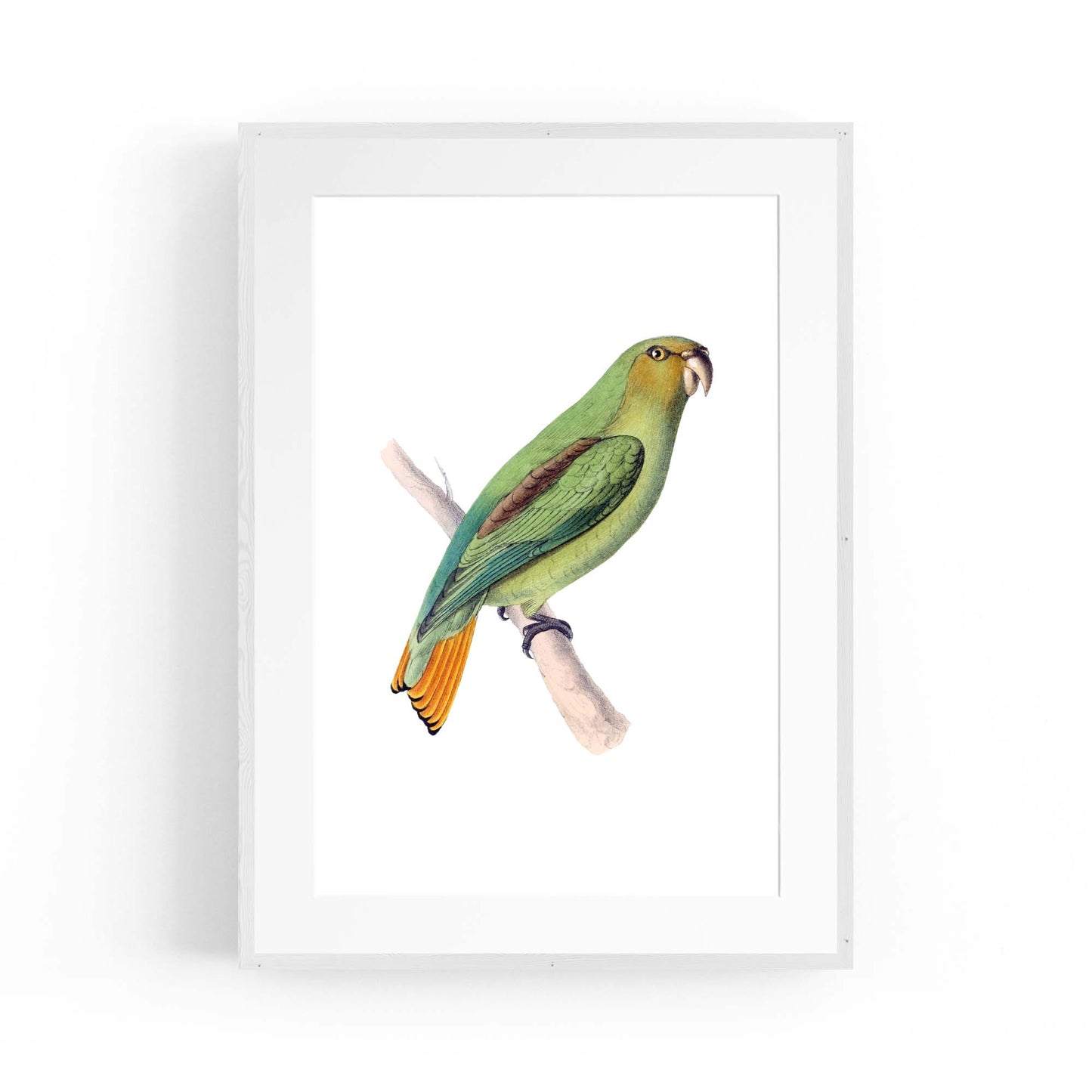 Golden-Tailed Parrot Exotic Bird Drawing Wall Art - The Affordable Art Company