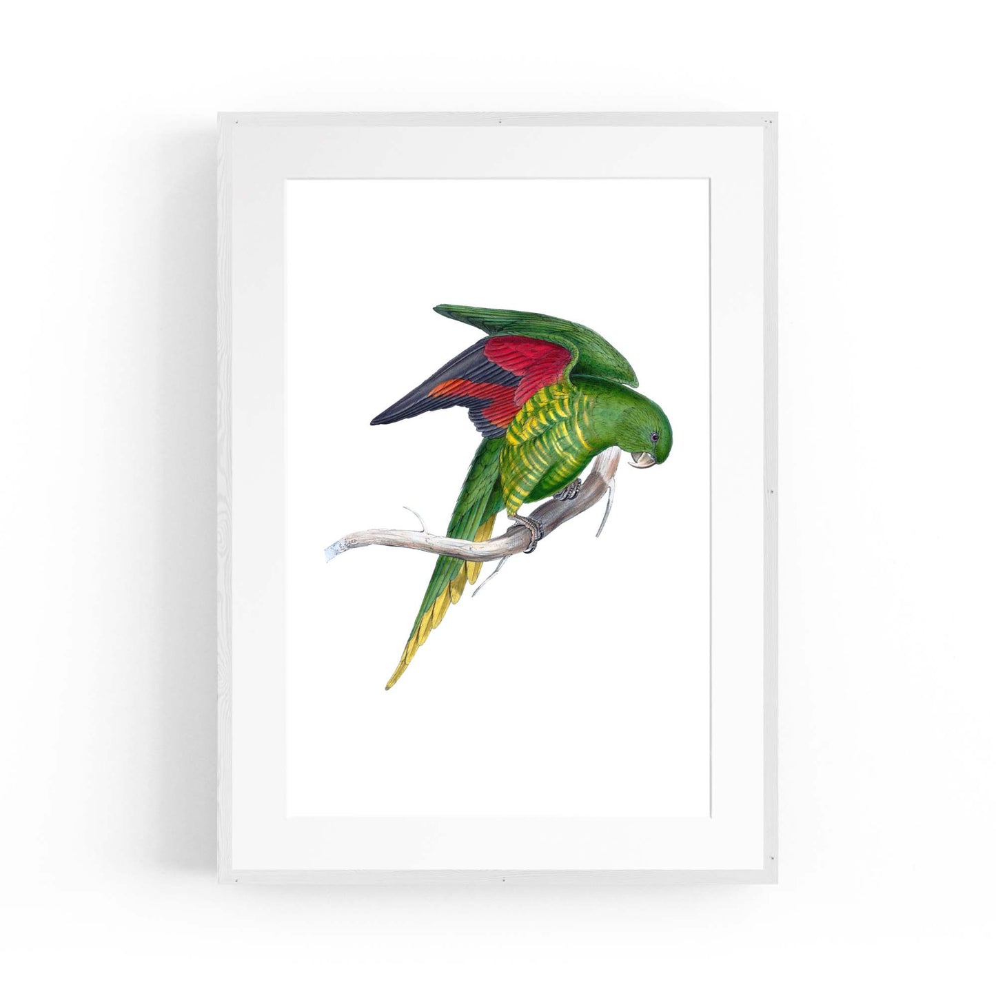 Matons Parakeet Exotic Bird Drawing Wall Art - The Affordable Art Company