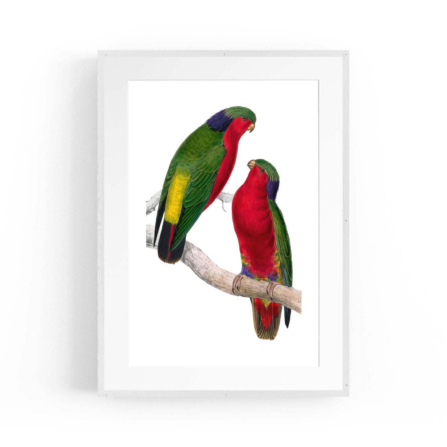 Kuhl's Lorikeet Exotic Bird Drawing Wall Art - The Affordable Art Company