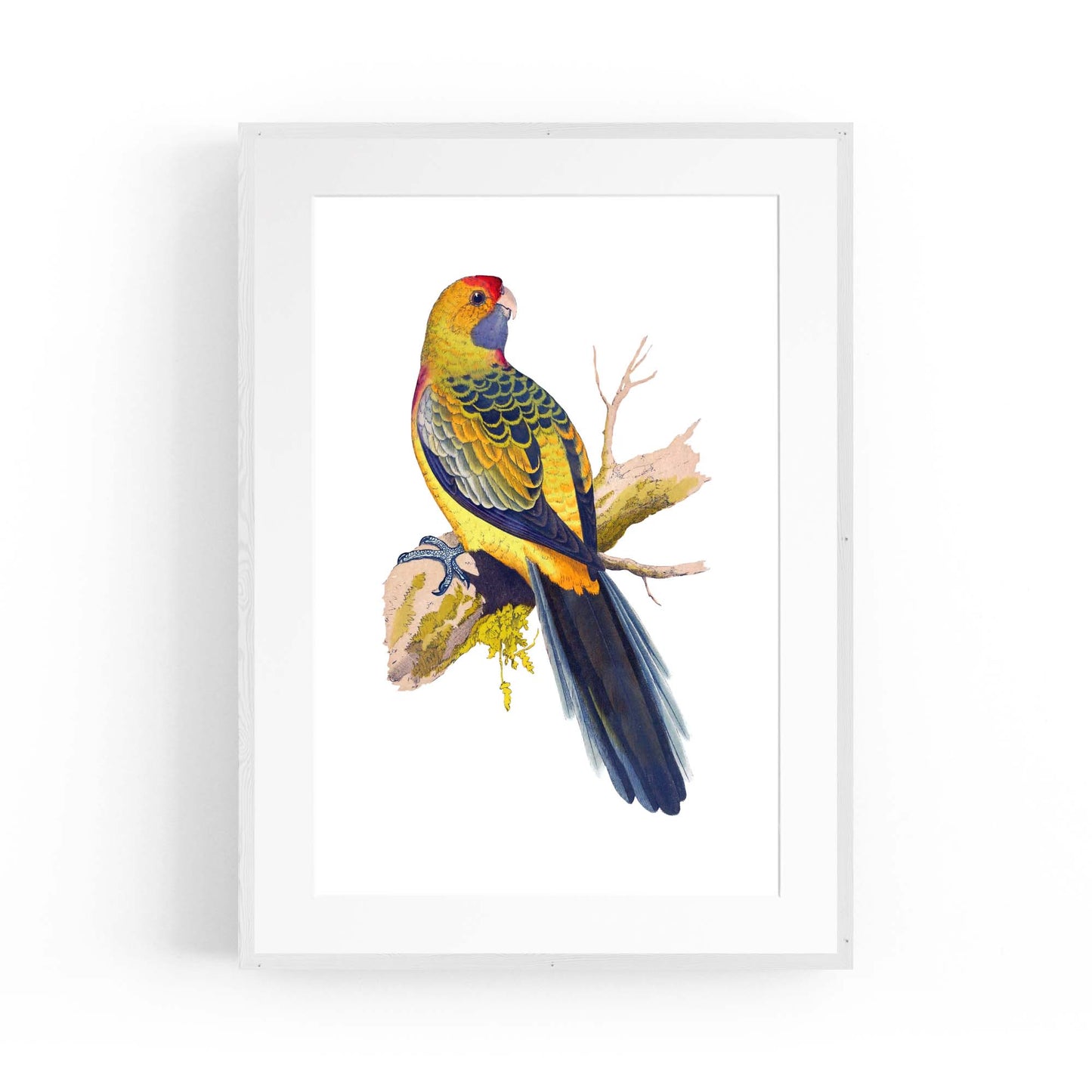 Yellow Rumped Parakeet Exotic Bird Wall Art - The Affordable Art Company