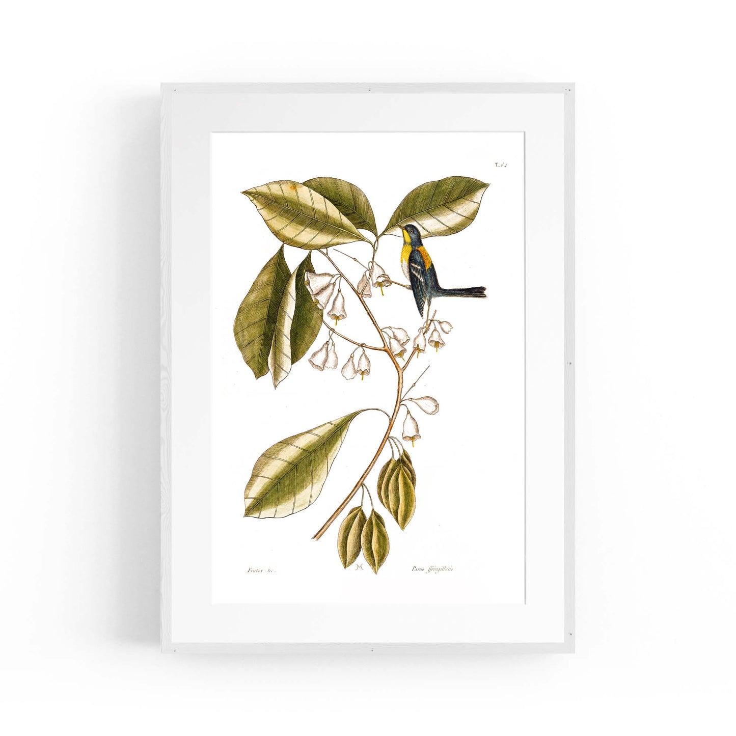 White Flower Vintage Botanical Kitchen Wall Art #1 - The Affordable Art Company