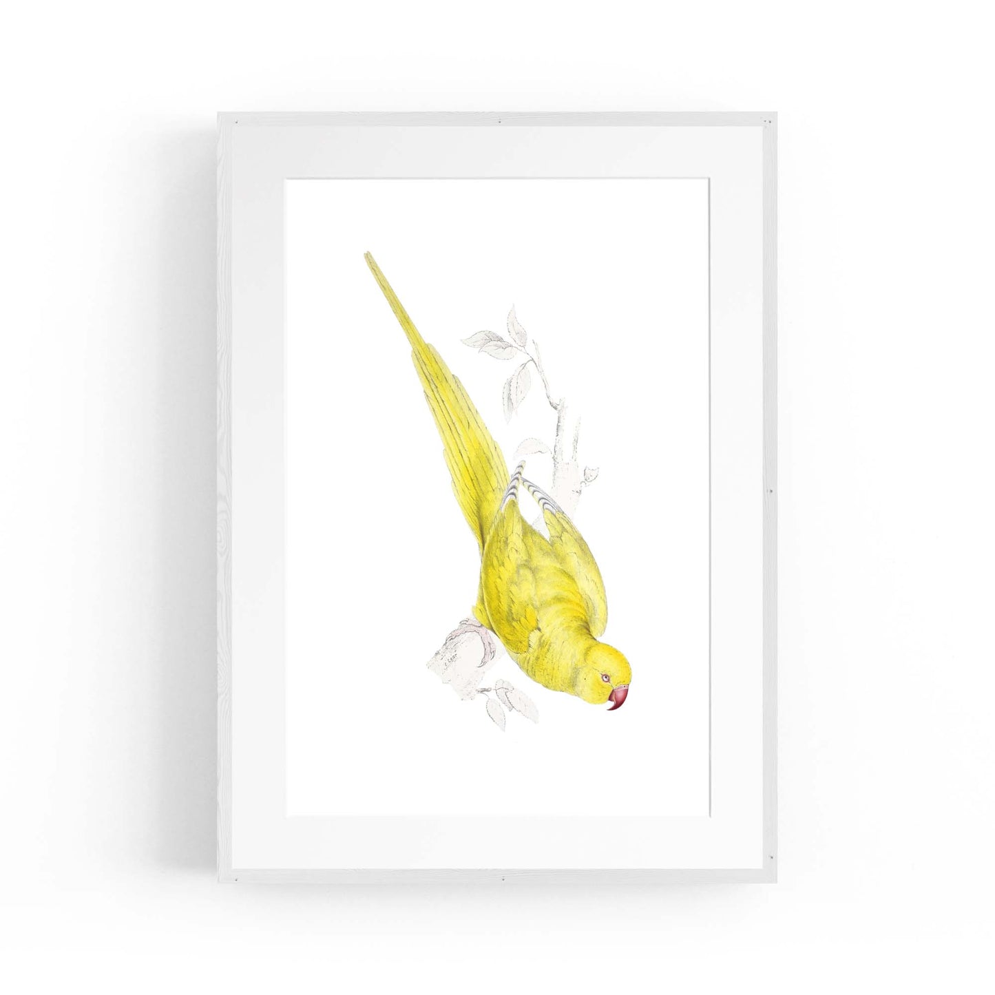 Yellow Roseringed Parakeet Exotic Bird Wall Art - The Affordable Art Company