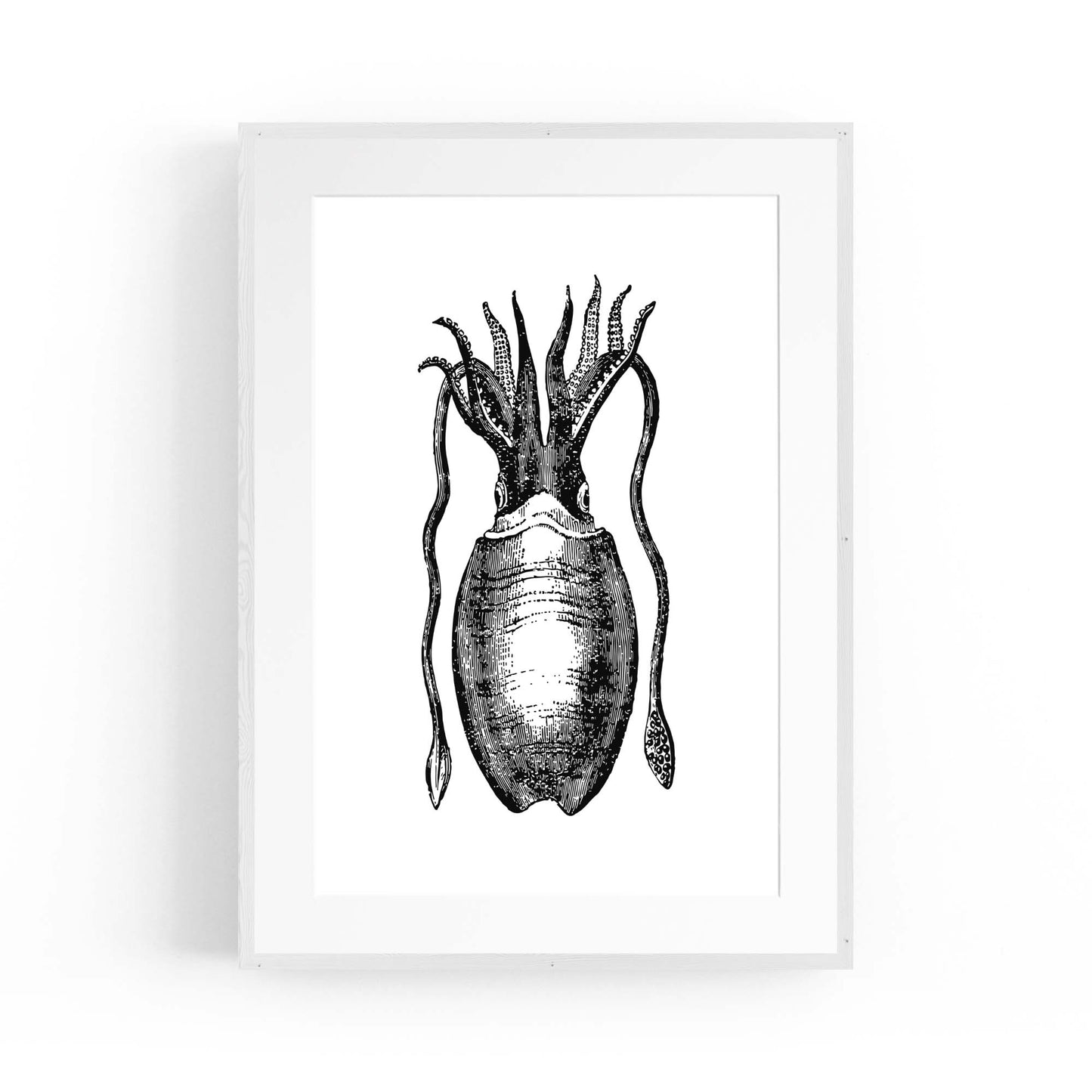 Squid Drawing Black and White Sealife Wall Art - The Affordable Art Company