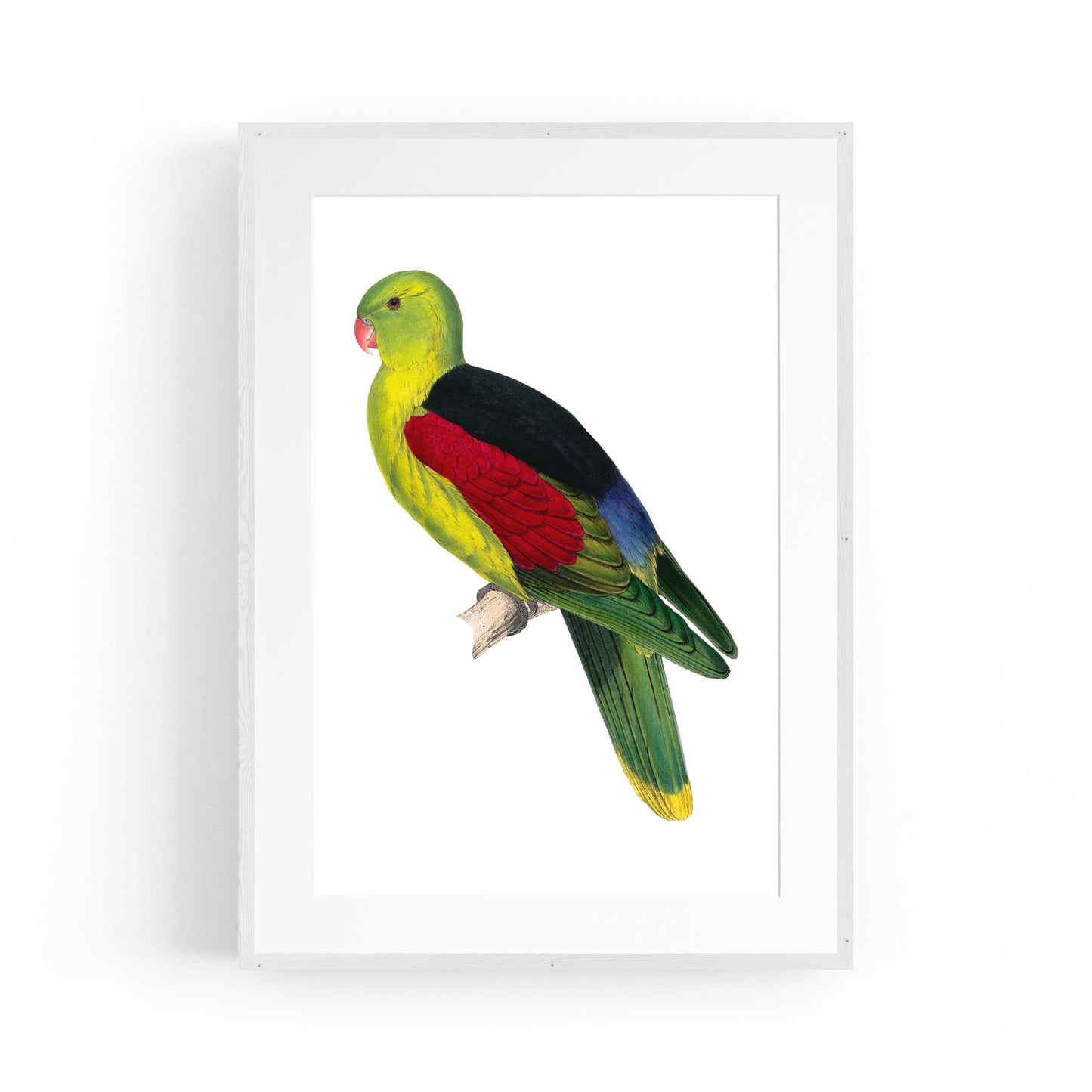 Crimson Winged Male Parakeet Exotic Bird Wall Art - The Affordable Art Company