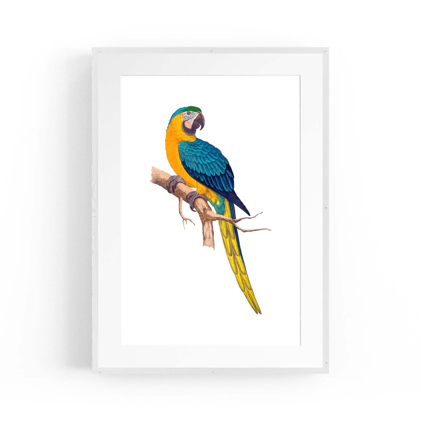 Blue and Yellow Macaw Exotic Bird Drawing Wall Art - The Affordable Art Company