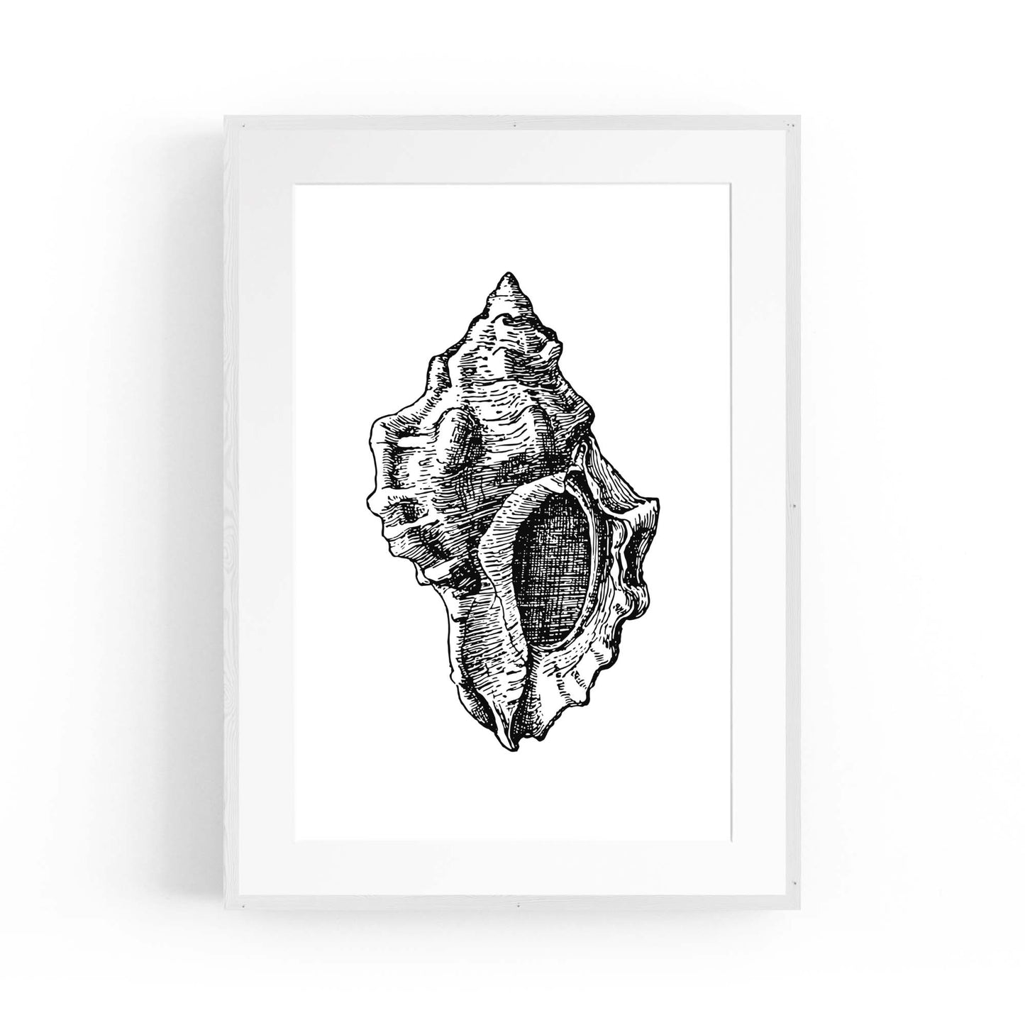 Sea Shell Drawing Coastal Nautical Theme Wall Art - The Affordable Art Company