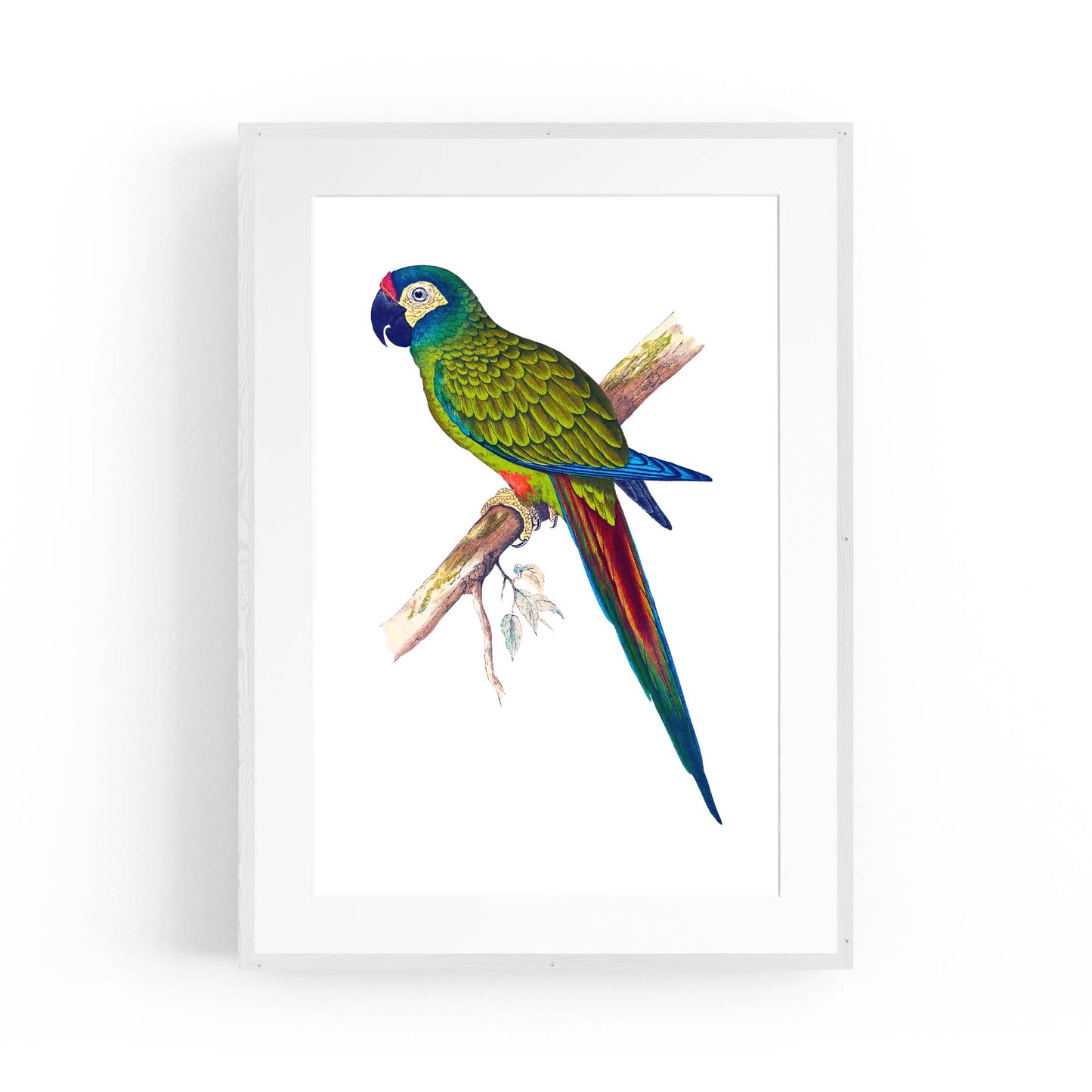 Blue-Winged Macaw Exotic Bird Drawing Wall Art - The Affordable Art Company