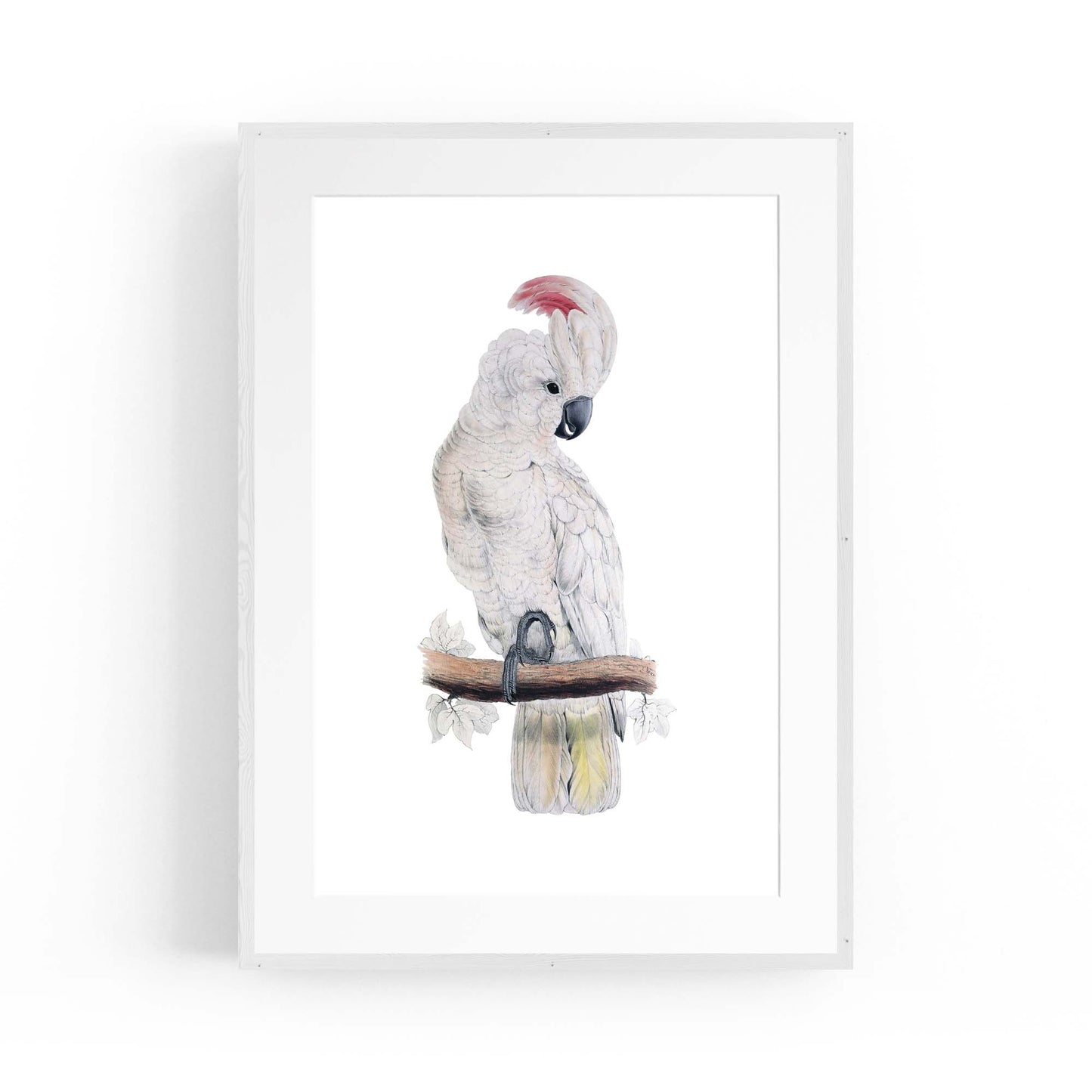 Salmon Crested Cockatoo Exotic Bird Wall Art - The Affordable Art Company