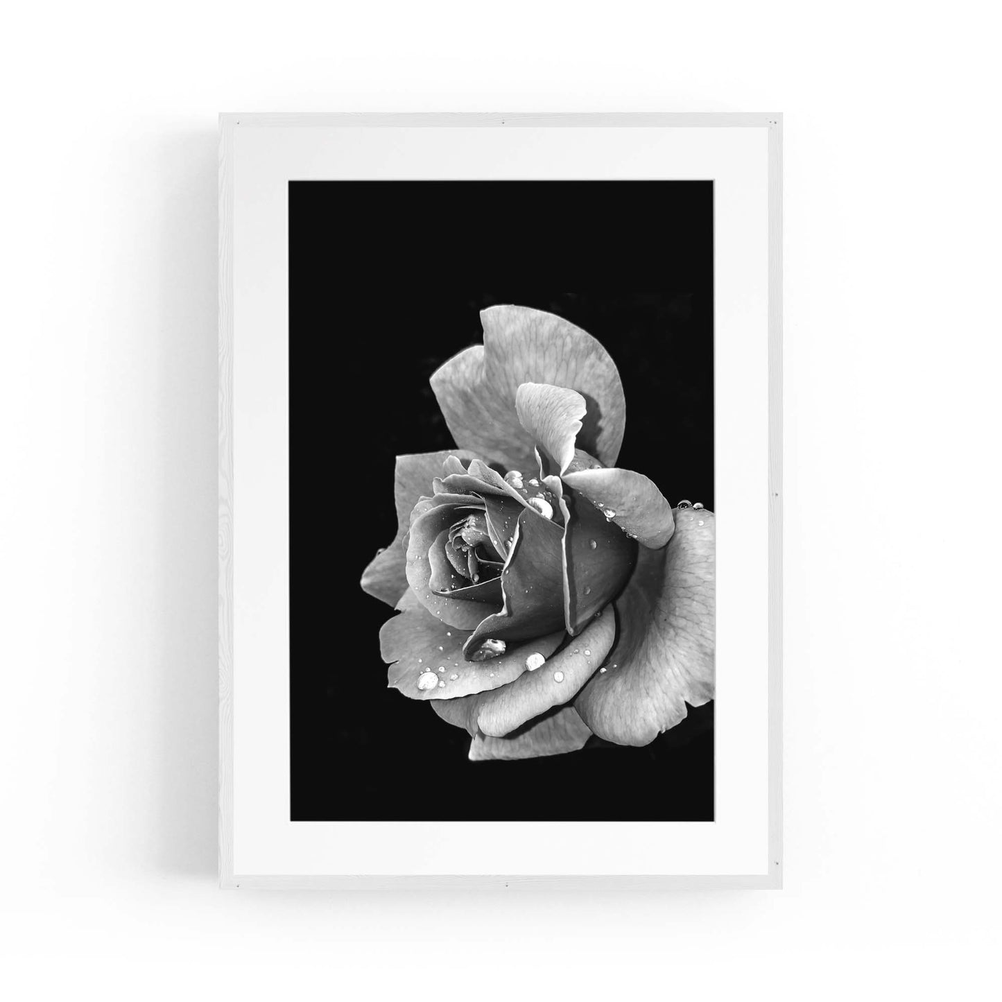 Black and White Rose Flower Photograph Wall Art - The Affordable Art Company