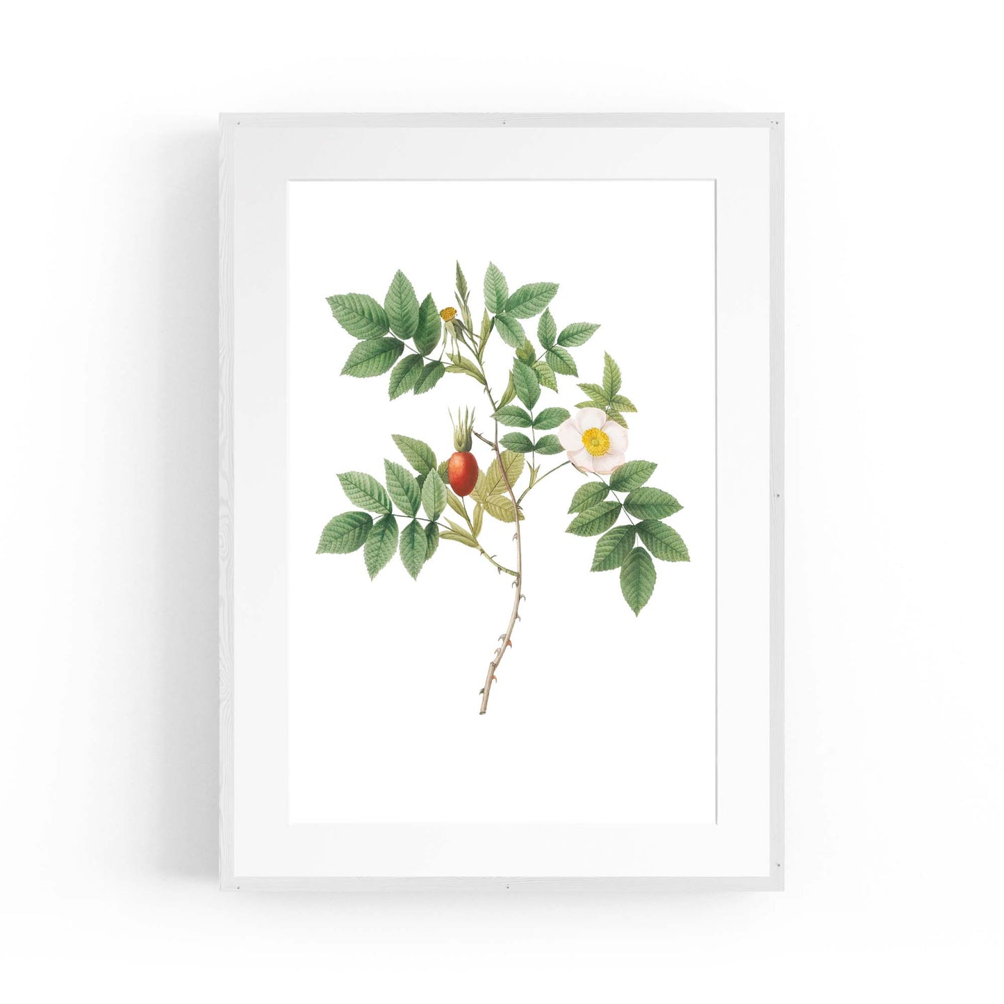 Flower Botanical Painting Kitchen Hallway Wall Art #46 - The Affordable Art Company